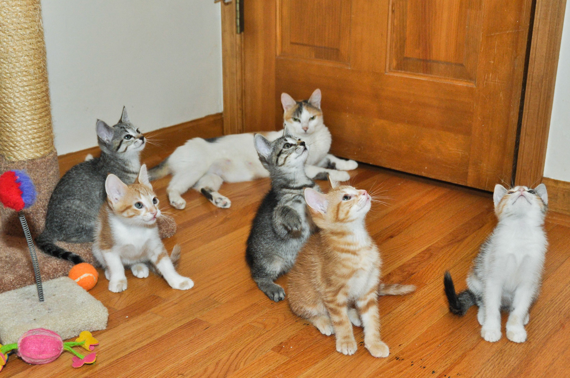 Gale, Peeta, Katniss (mom), Rue, Haymitch and Prim watfch the mesmerizing red feather.