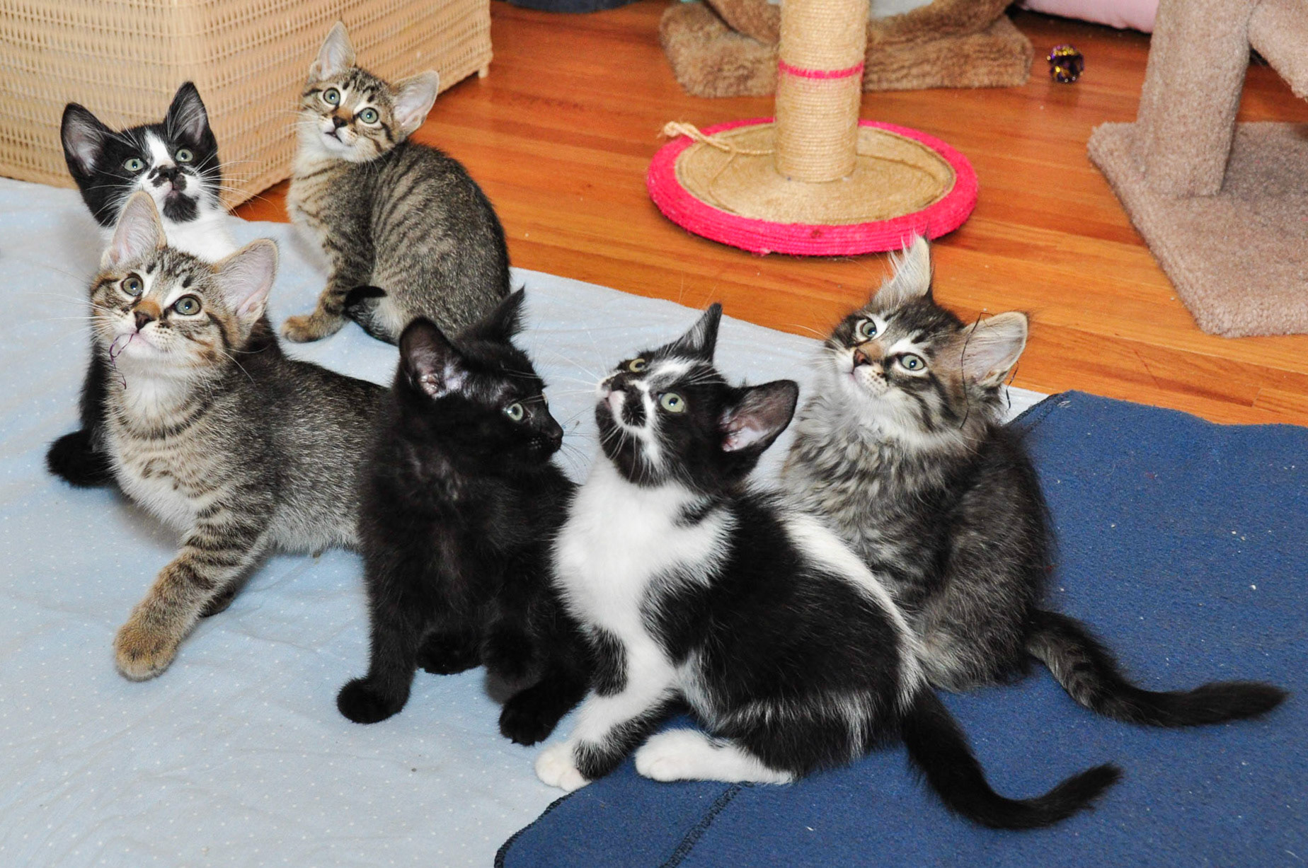 Okay, I can't decide which group photo is cuter. From left to right: Rolex, Tag, Bulova (back), Tissot, Cartier, and Movado.
