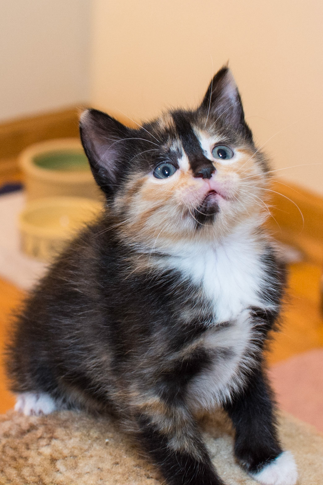 Edina watches the feather toy