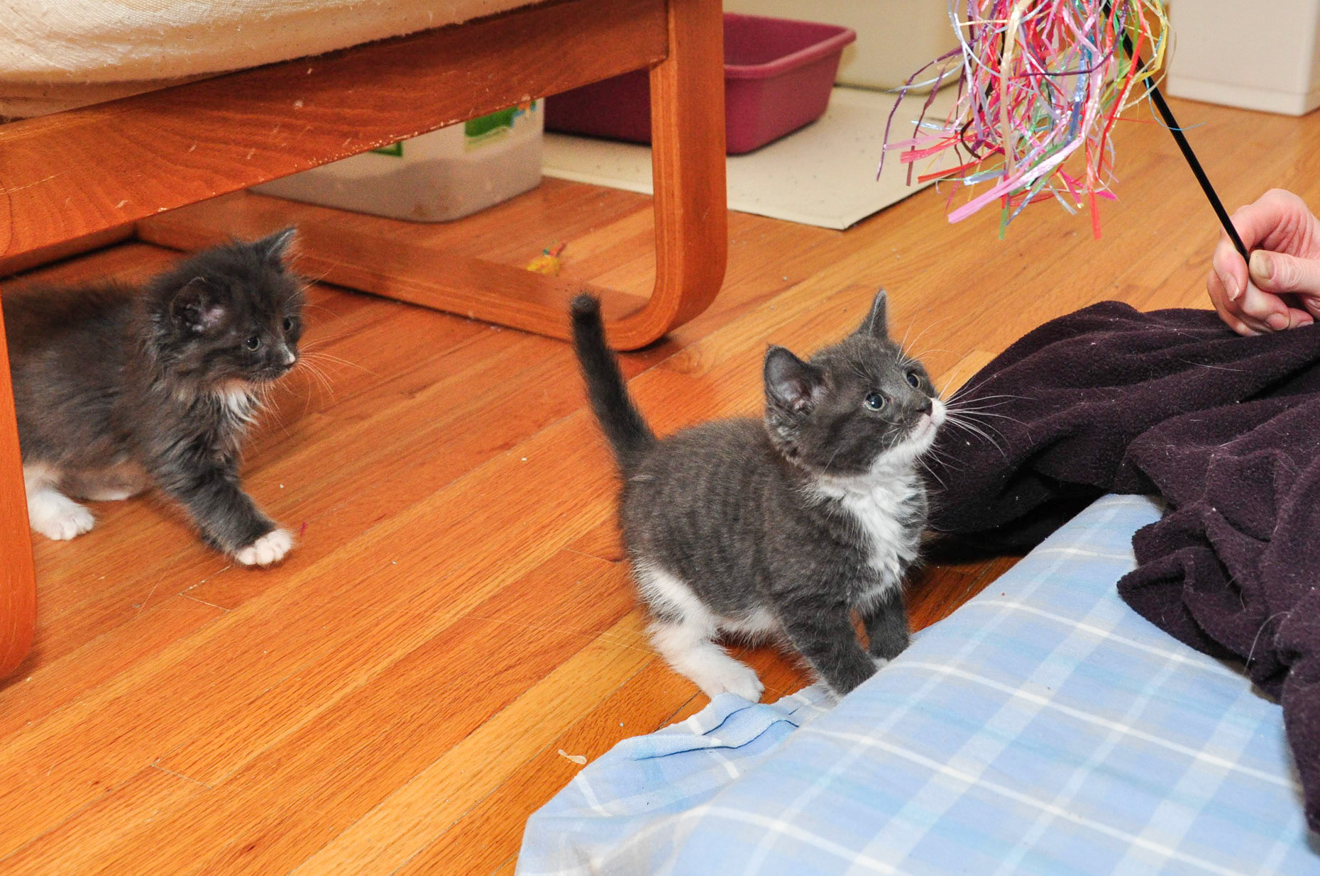 Ryder and Mack are incredibly cute. Our room is filled with toys, which probably beat the rocks and sticks they had to play with outdoors. No bugs, though. They hop like goats when really excited during playtime.