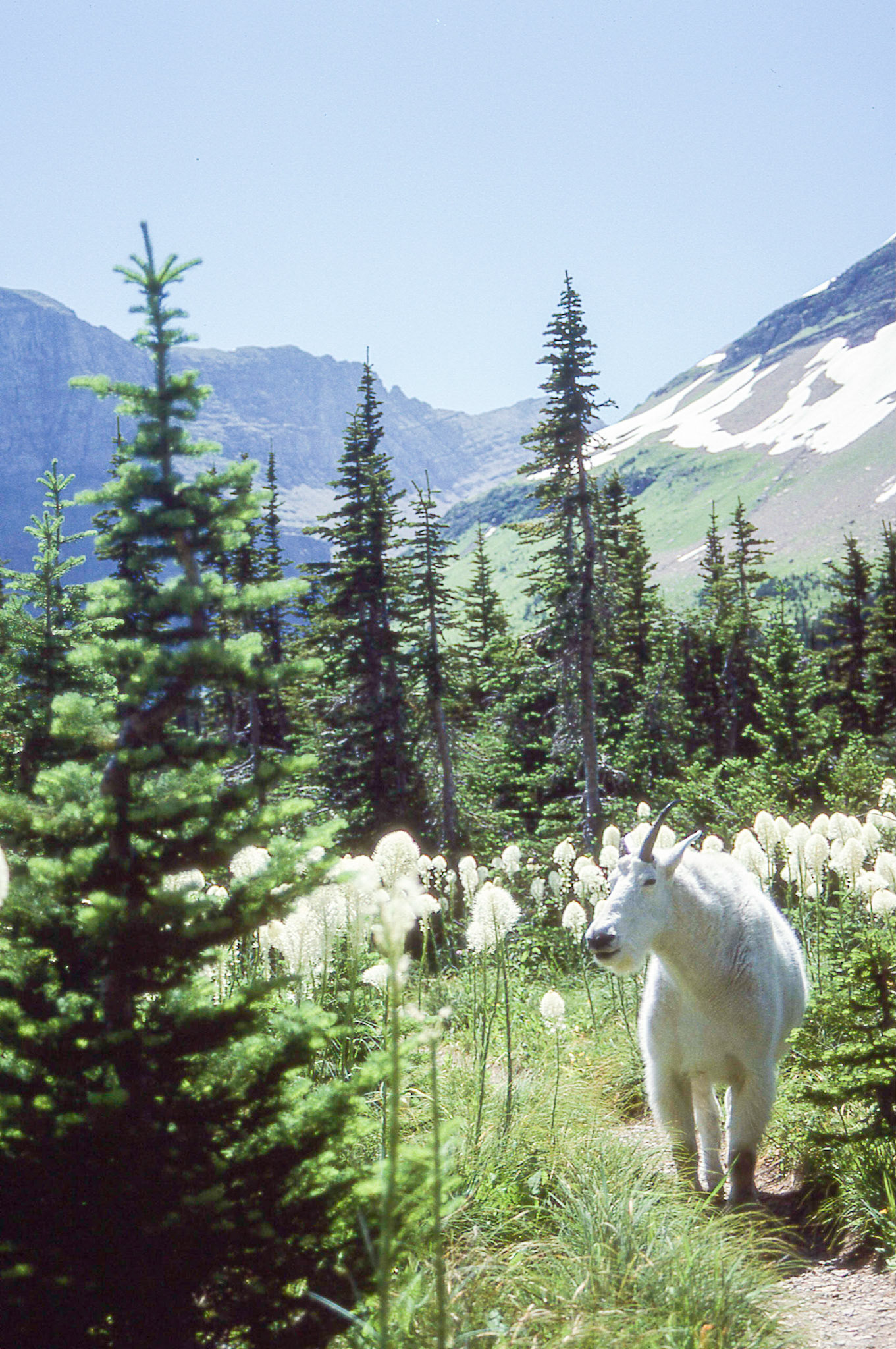 Views from Logan's Pass