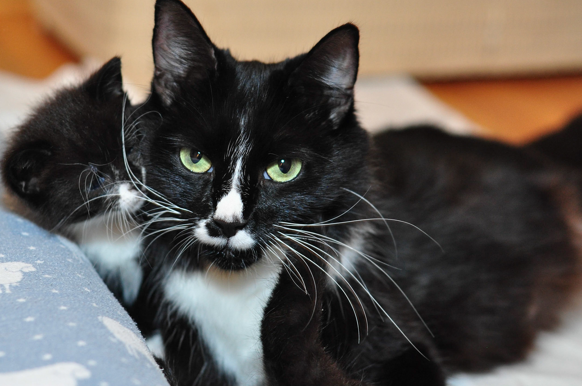 Boots and her kitten, Teva, the only girl