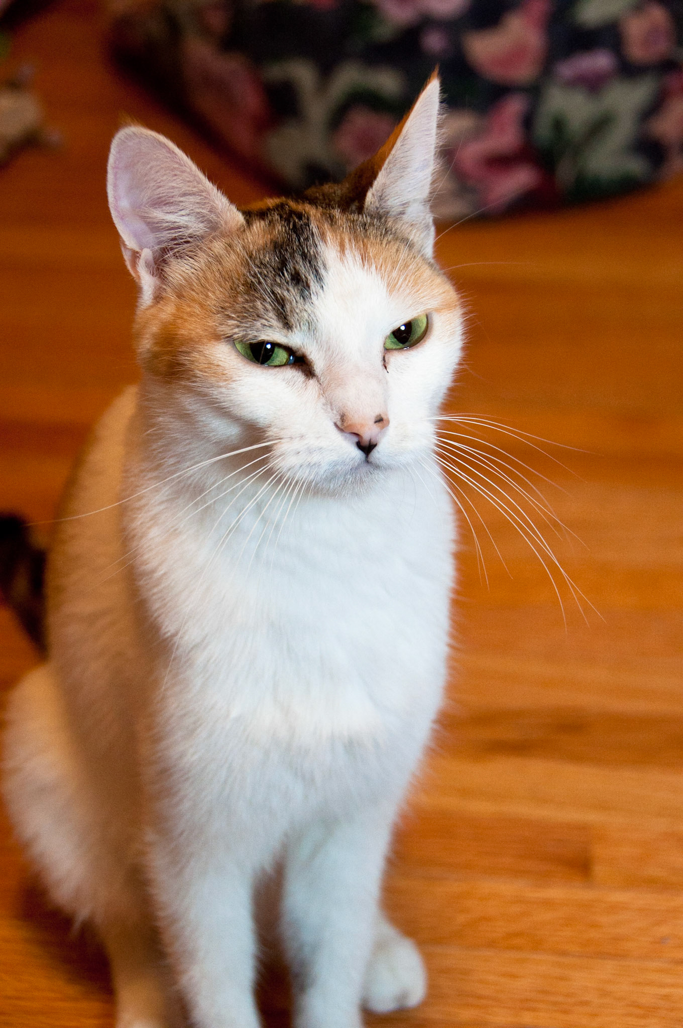 A 2-year old calico stray and her litter of five kittens were abandoned at a smaller shelter and then transferred to Hennepin County Humane Society. We fostered them from Aug. 13 to Sept. 9, 2011.