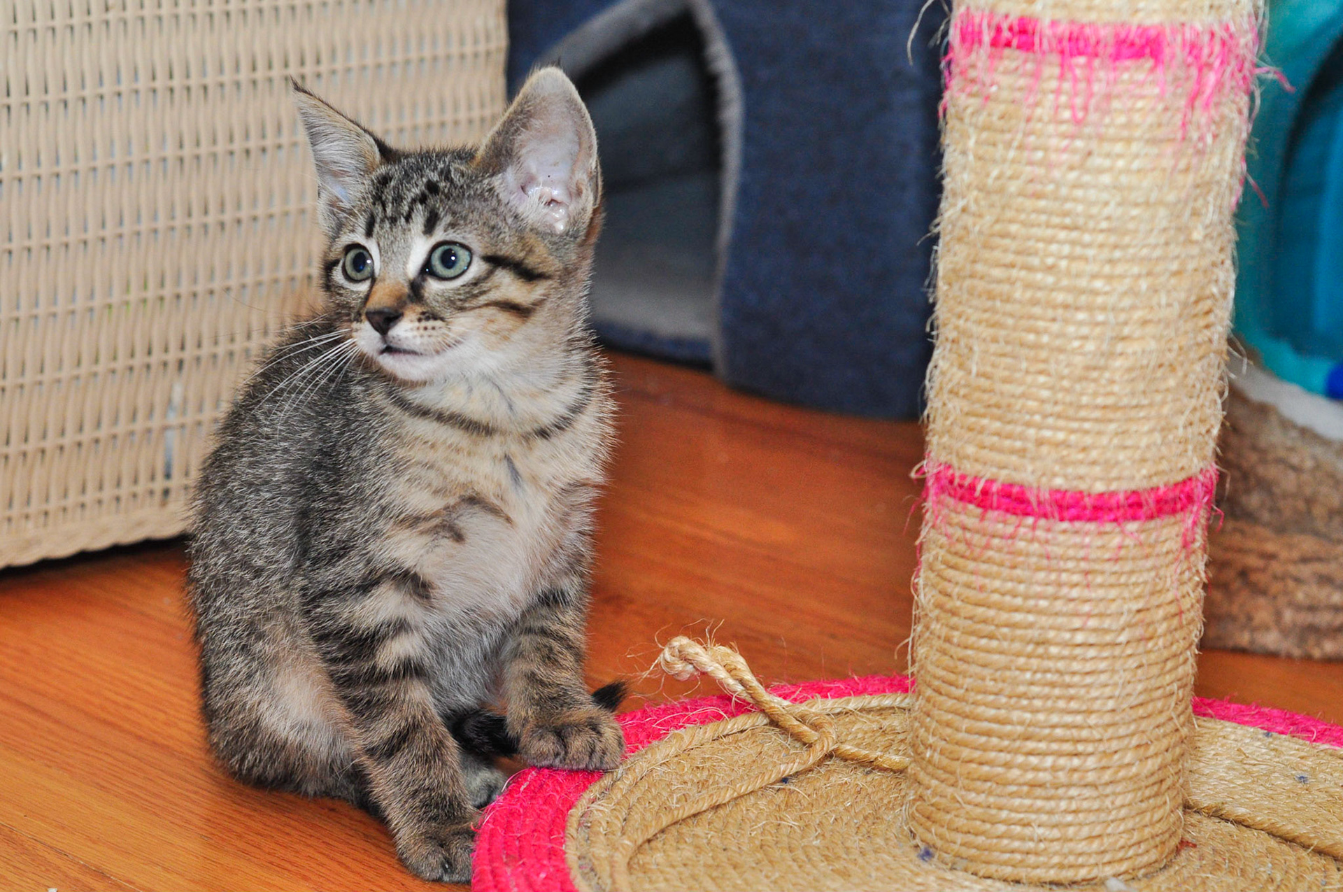 Bulova was much smaller than her siblings and was easy to push around. We had to make sure that she was getting her fair share of each meal.
