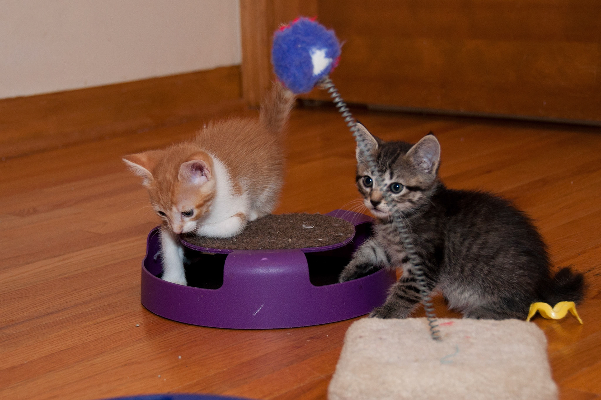 Peeta and Gale play together with the mouse wheel