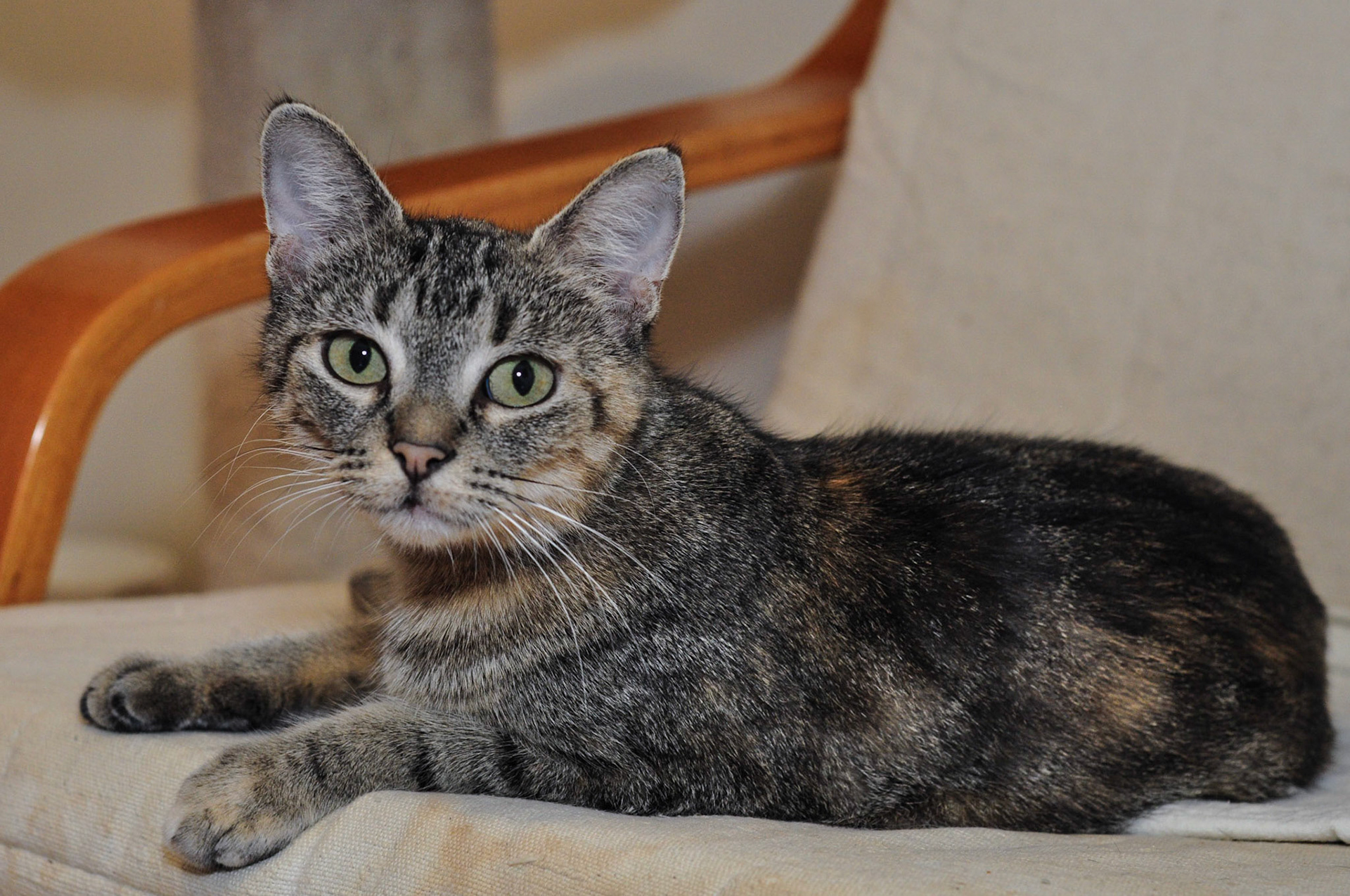 Roxie is a classic tabby, with a bullseye on her sides.