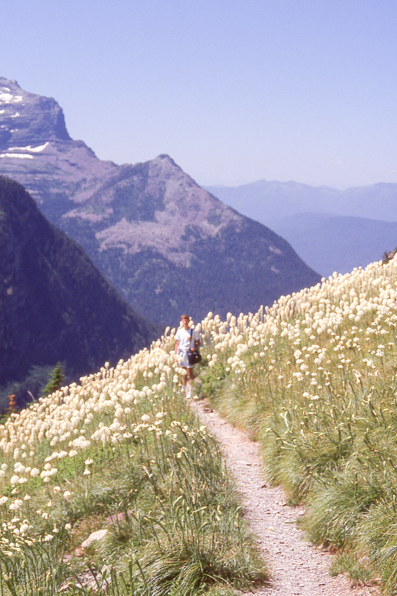 Views from Logan's Pass