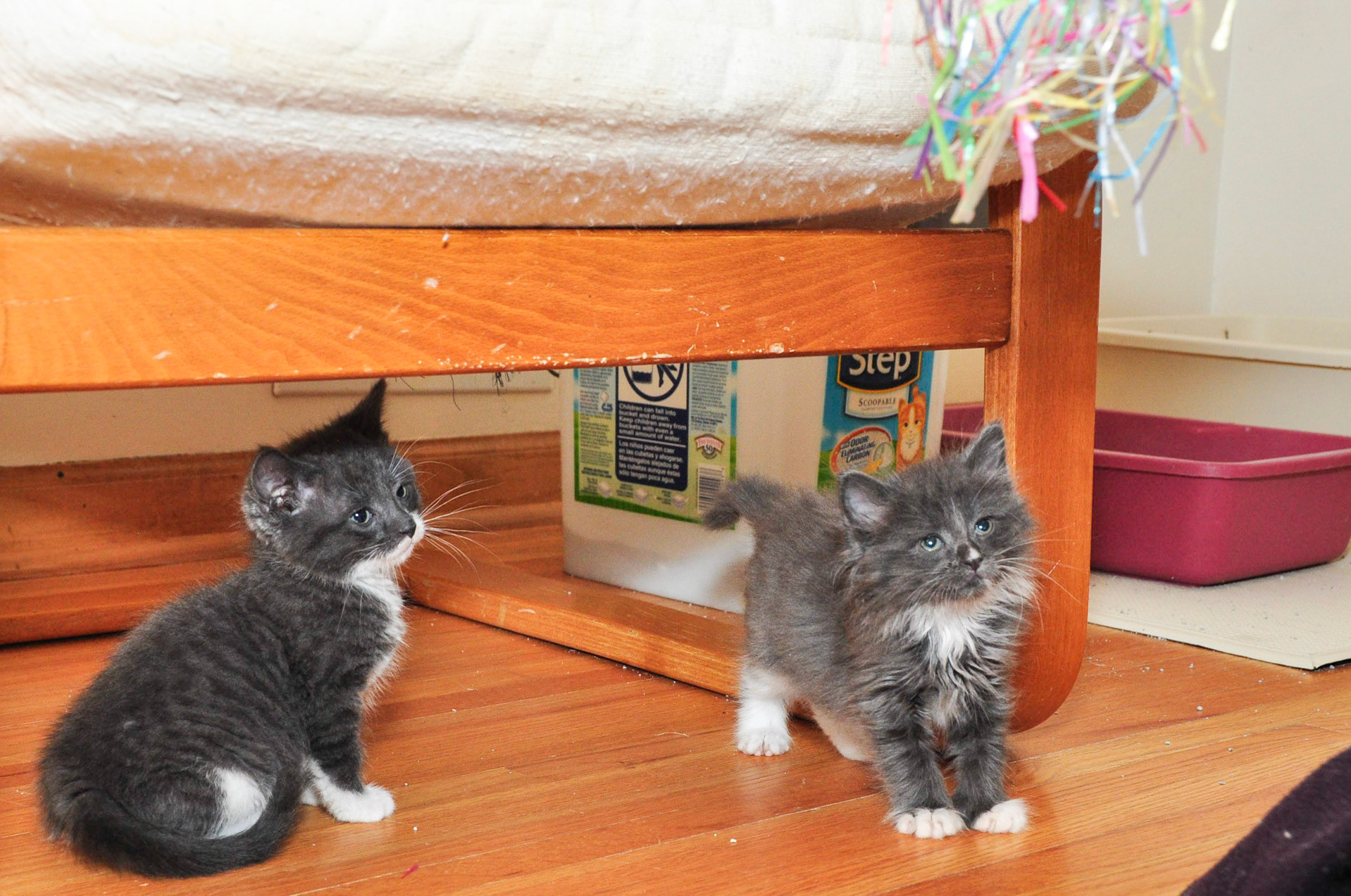 These two kittens are super friendly