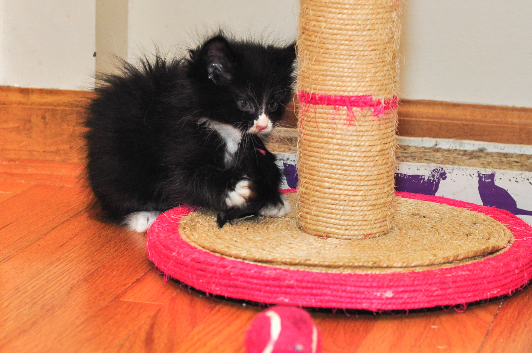 Ritter takes a bite out of a toy mouse.