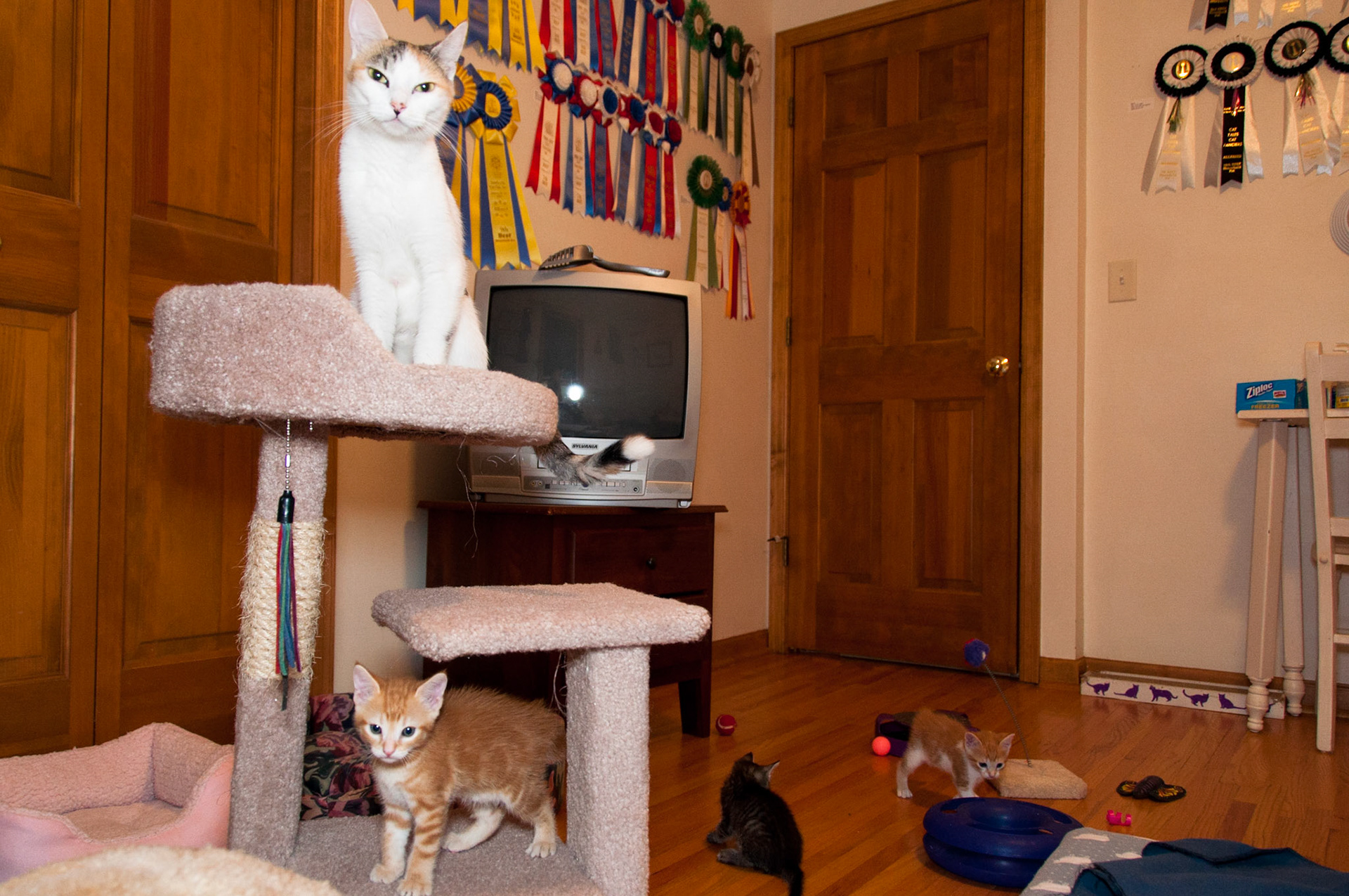 The litter has plenty of toys to play with in our foster room.
