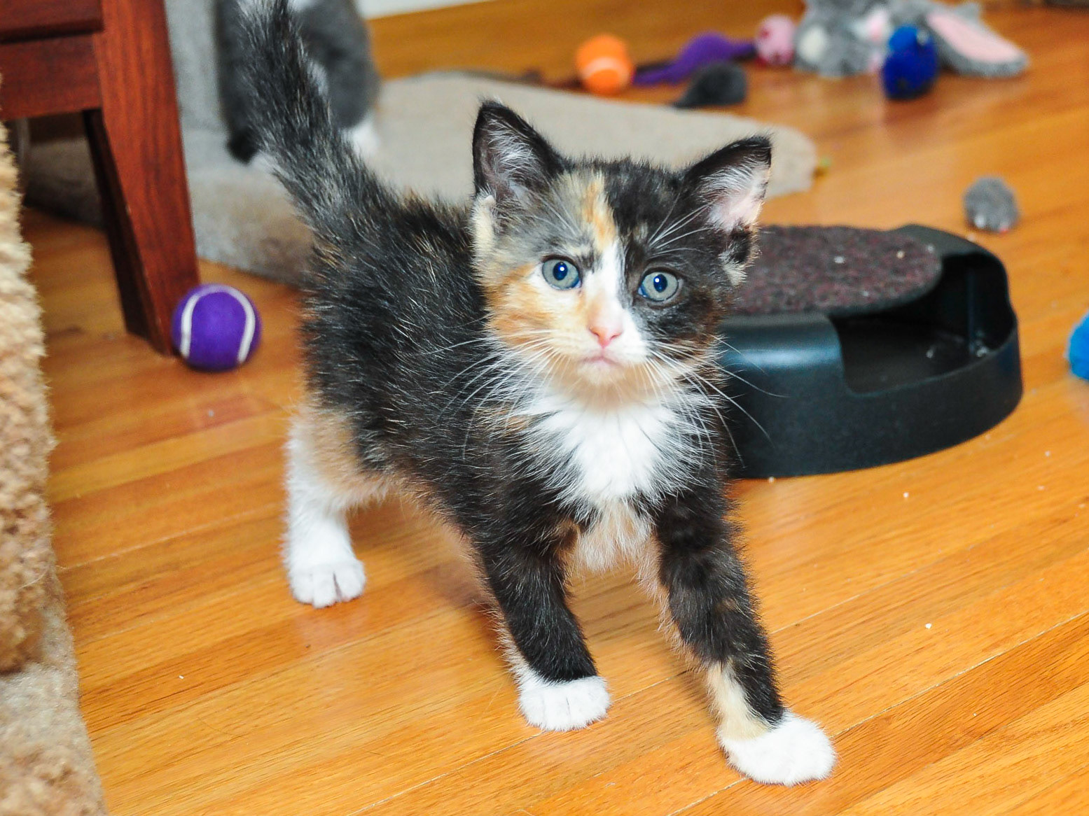 This is Honey, a near spitting image of her mom. Honey was one of the first kittens to warm up to us and realize that we were not all that bad.