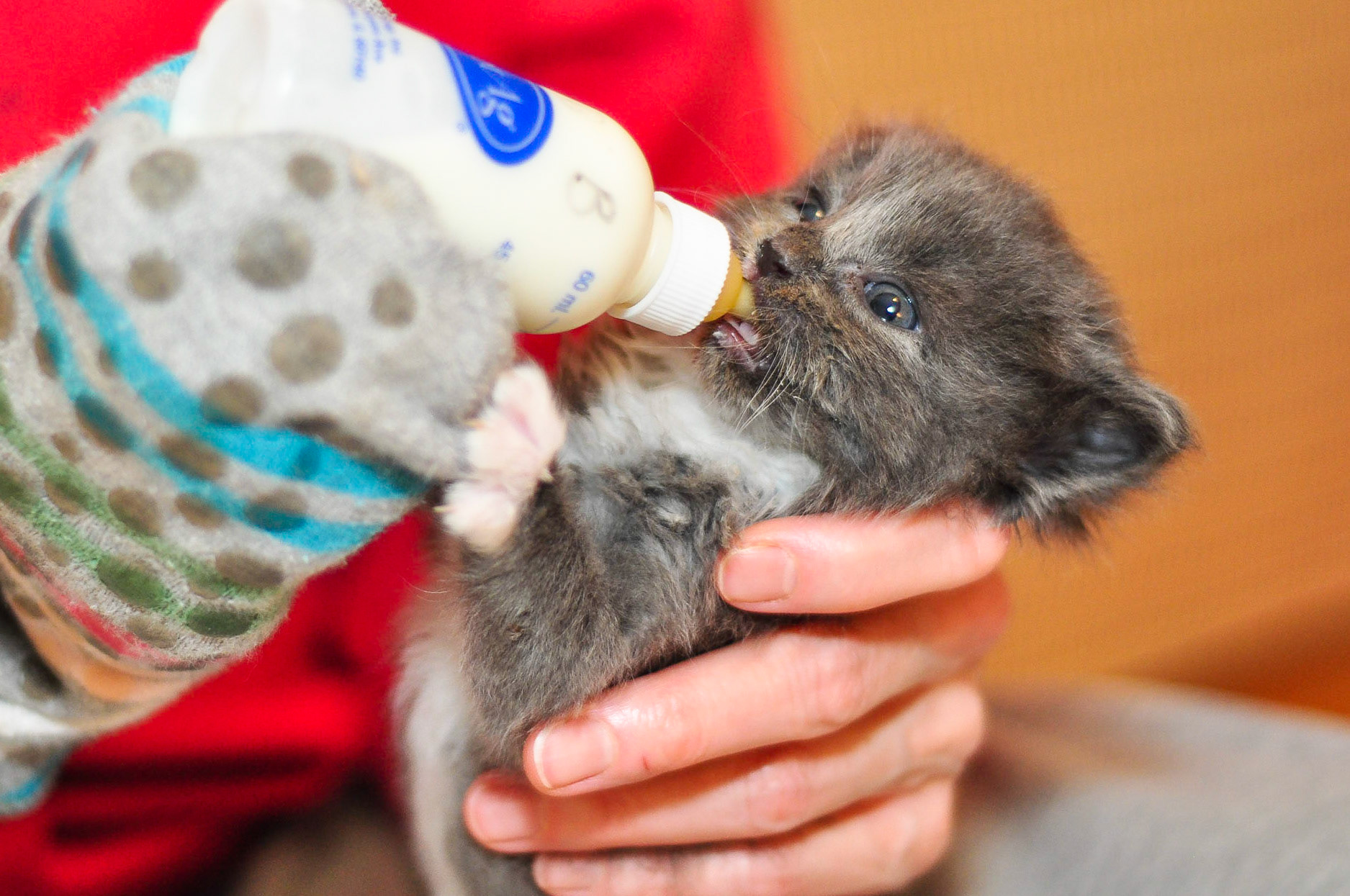 Emily's turn at the bottle. The socks were less than effective against her surgical needle claws.