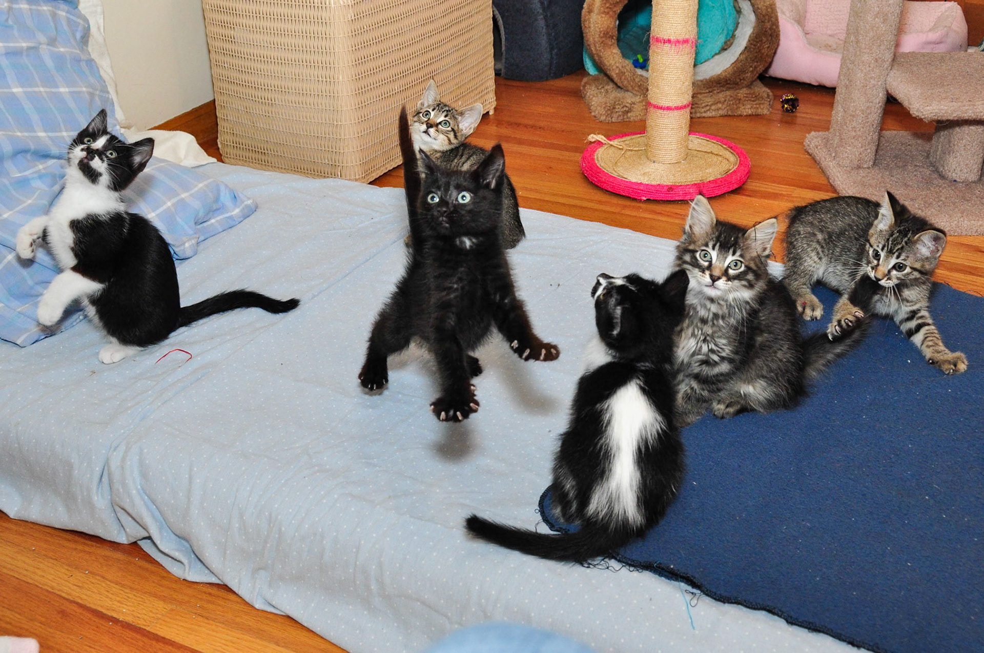 Rolex, Bulova (in back), Tissot (hovering), Cartier, Movado, and Tag