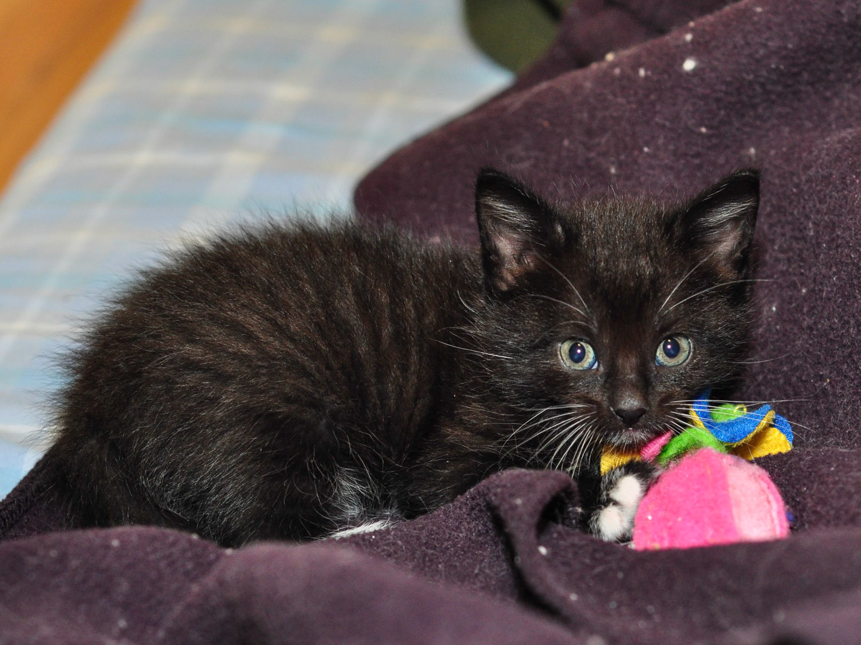 This is Marvin, the only boy. It would have been so much easier giving window themed names if the litter had more boys than girls.