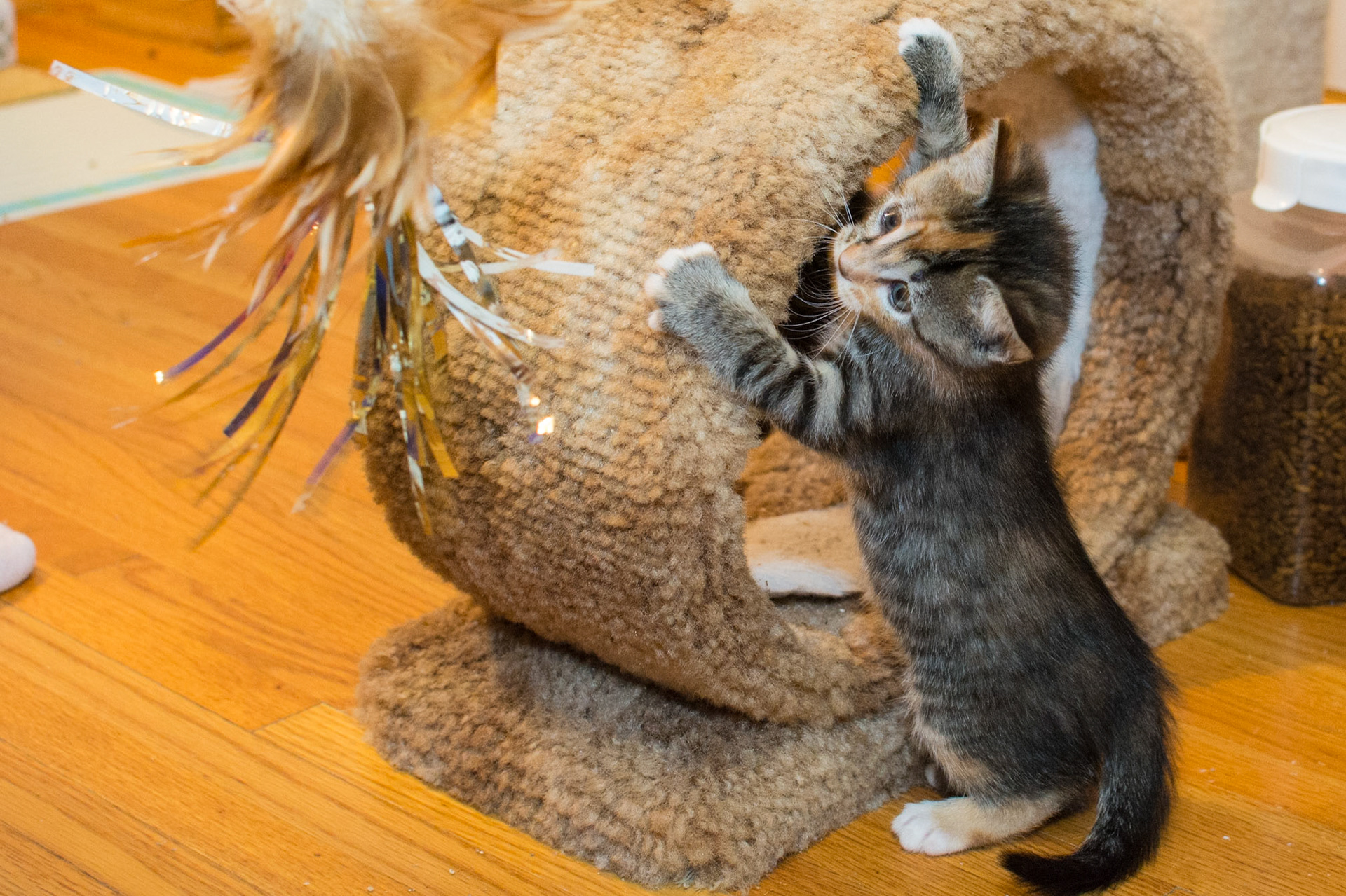 Chaska goes for the feather toy