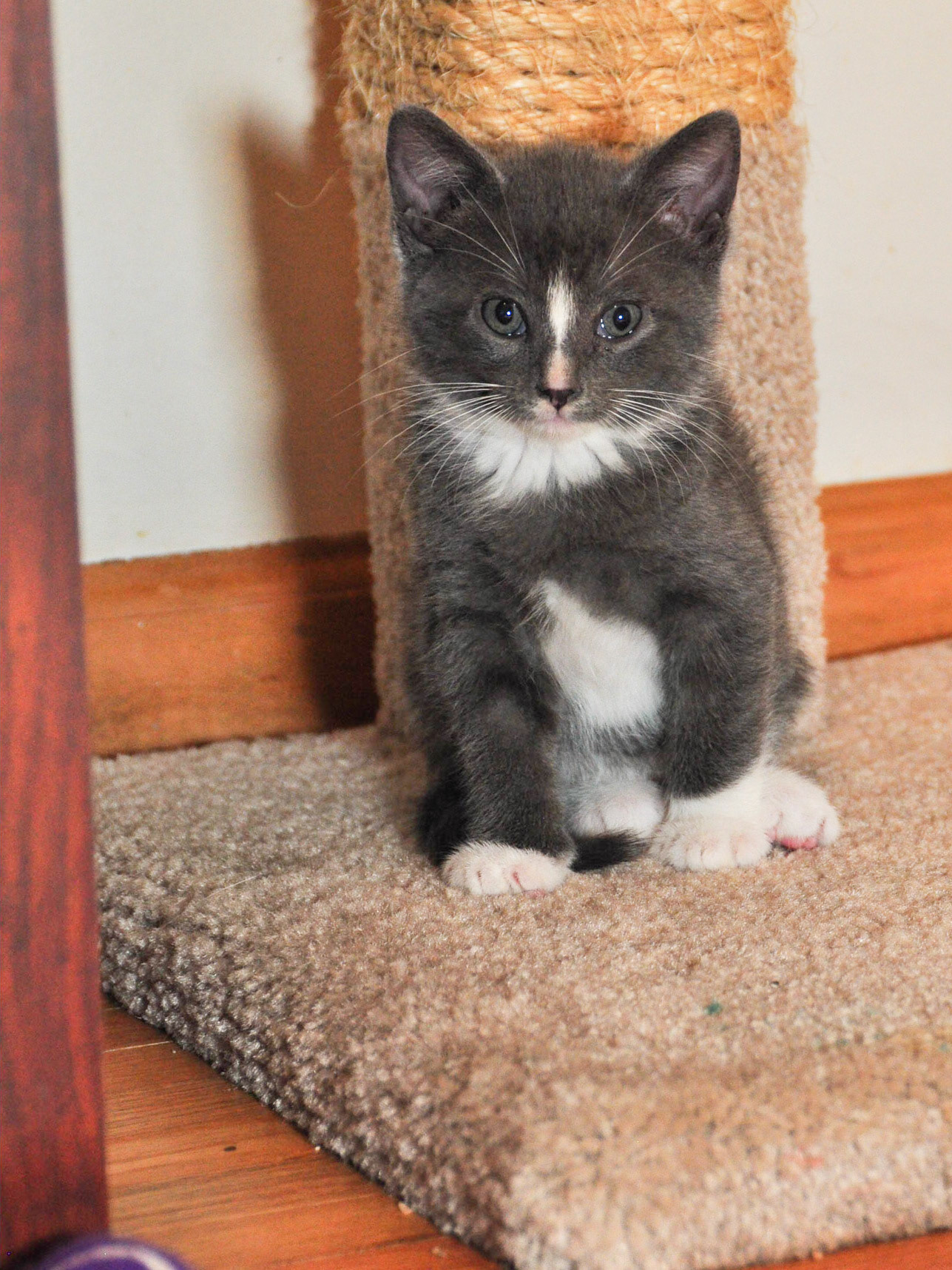 This is Karo, the shyest of the litter. If we engaged him in forced cuddling he would stop hiding for a while.