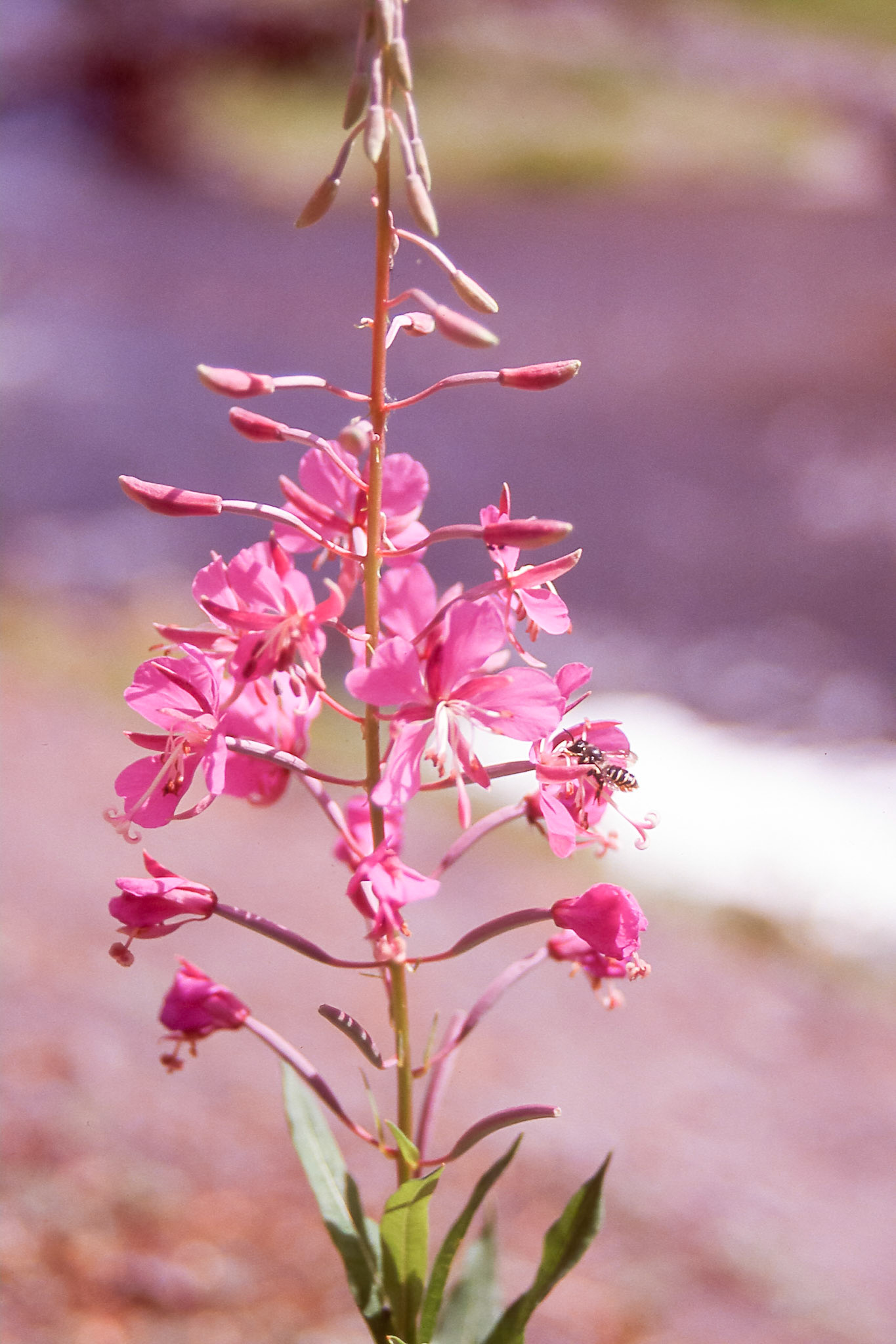 Alpine Fireweed (maybe)
