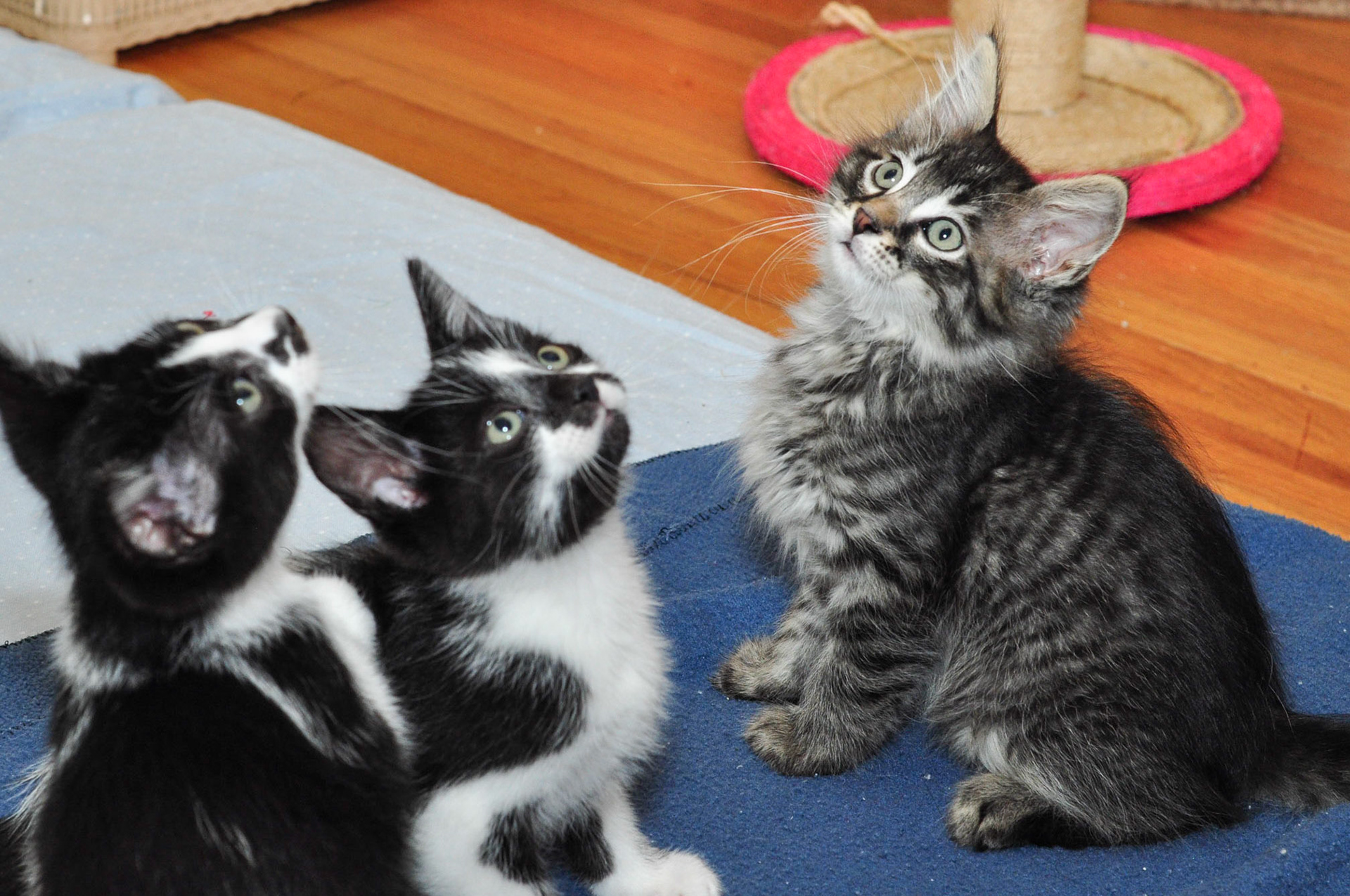 Rolex, Cartier, and Movado