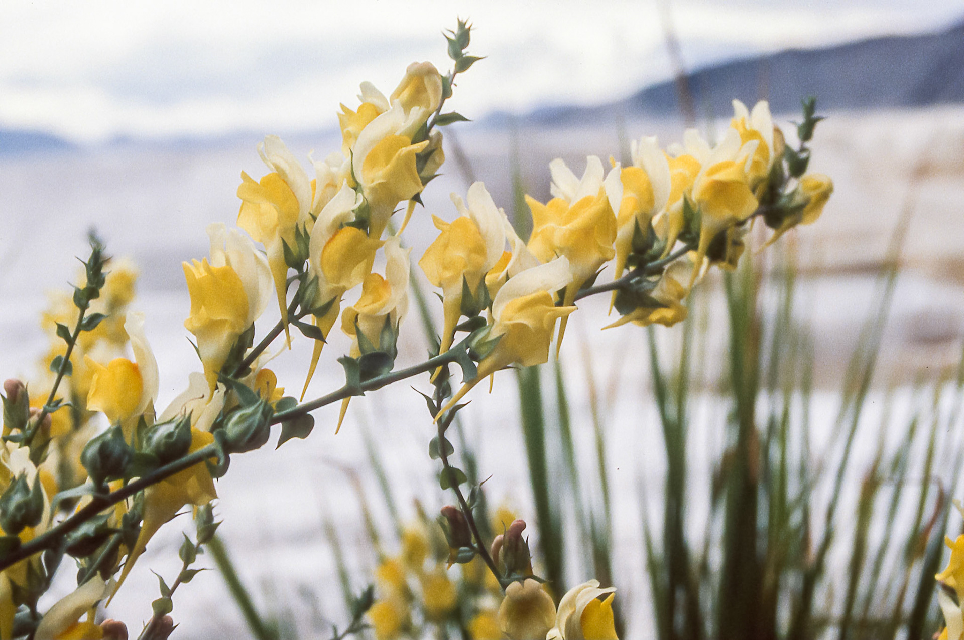 Butter and eggs (maybe)