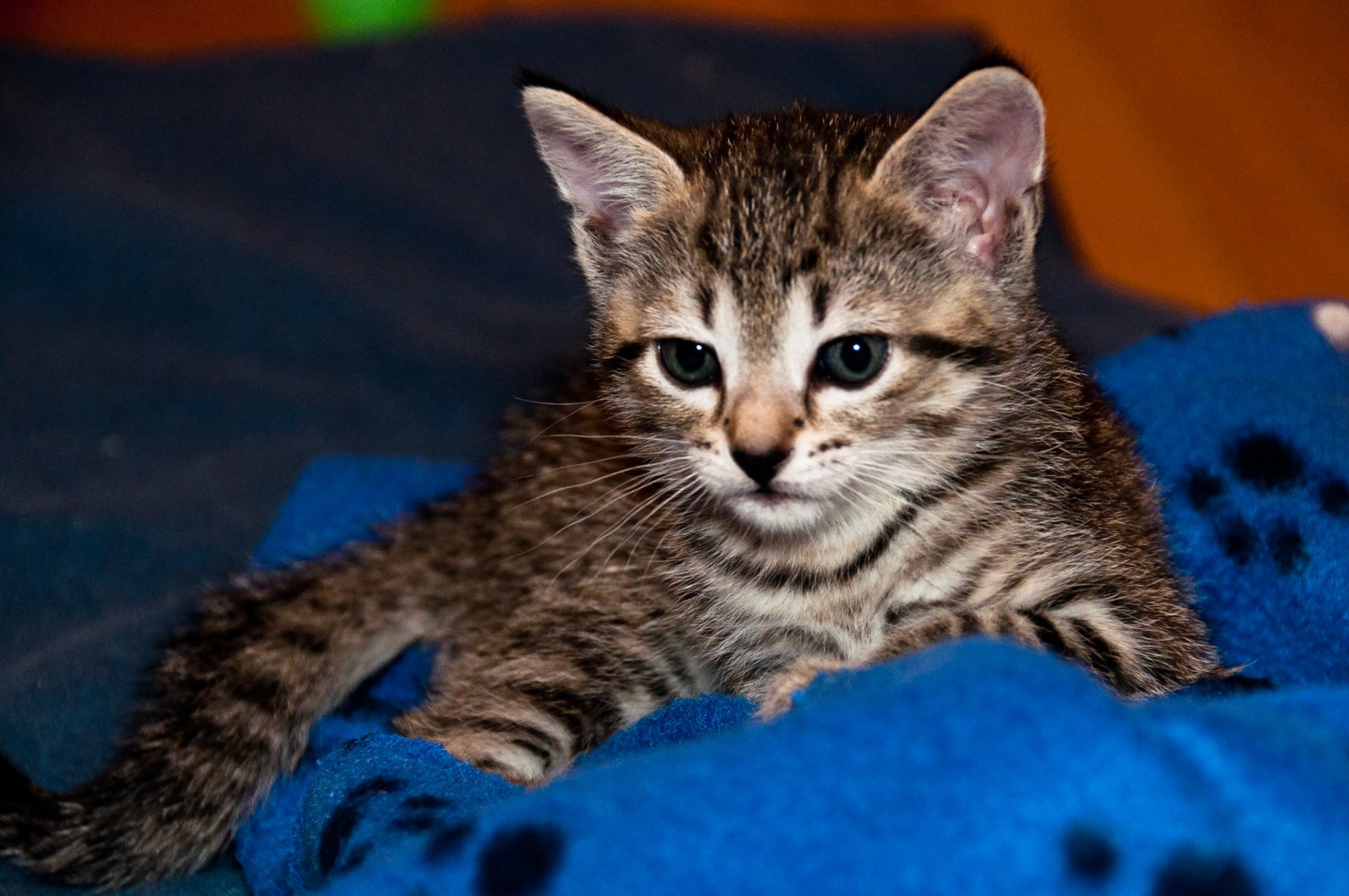 Rue is one of the friendliest kittens in the litter. She was a visitor favorite whenever we had friends over to see the kittens. She loved to crawl into a lap and fall asleep on you. She's very cuddly and will make an excellent pet.