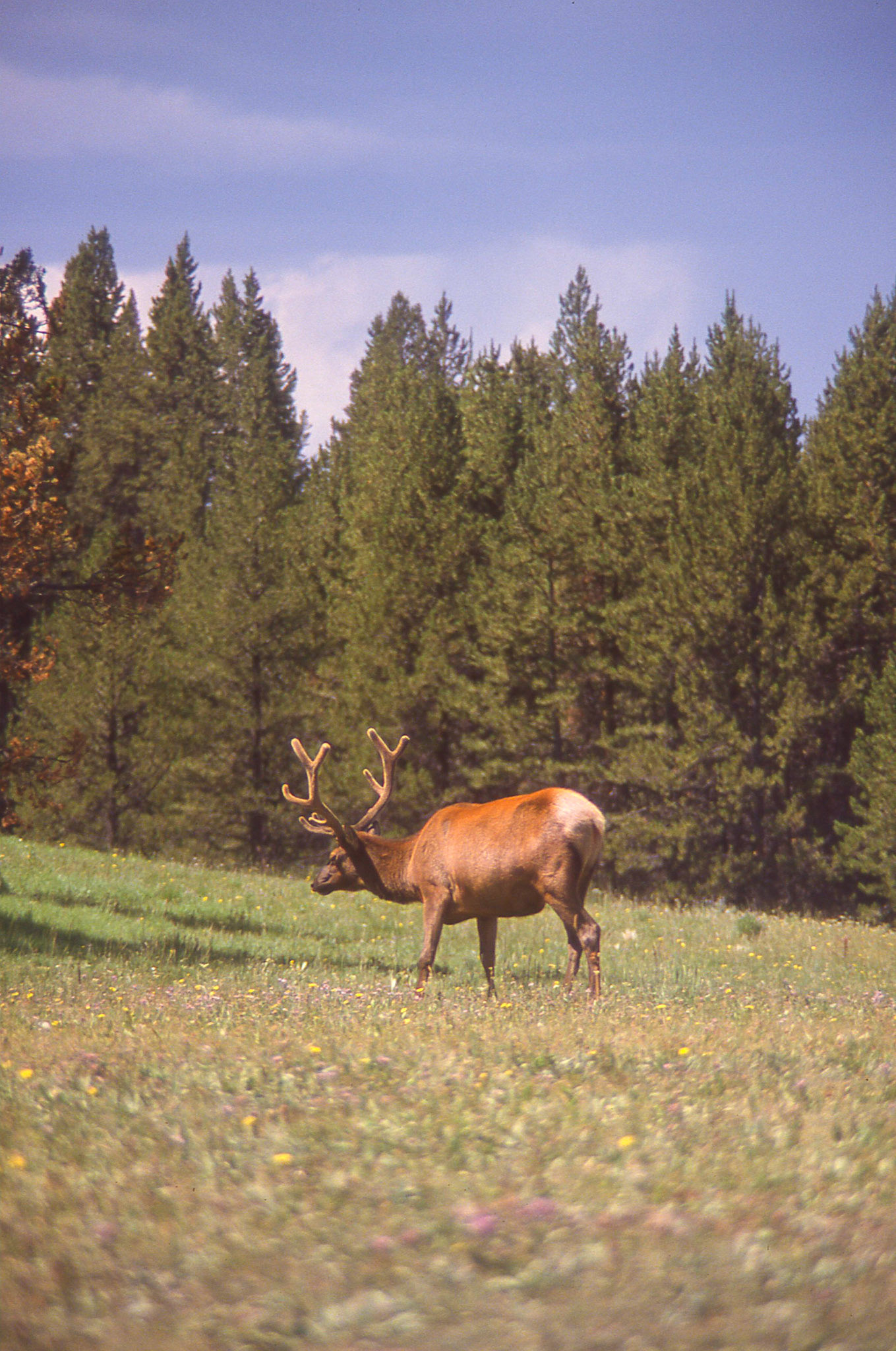 Elk