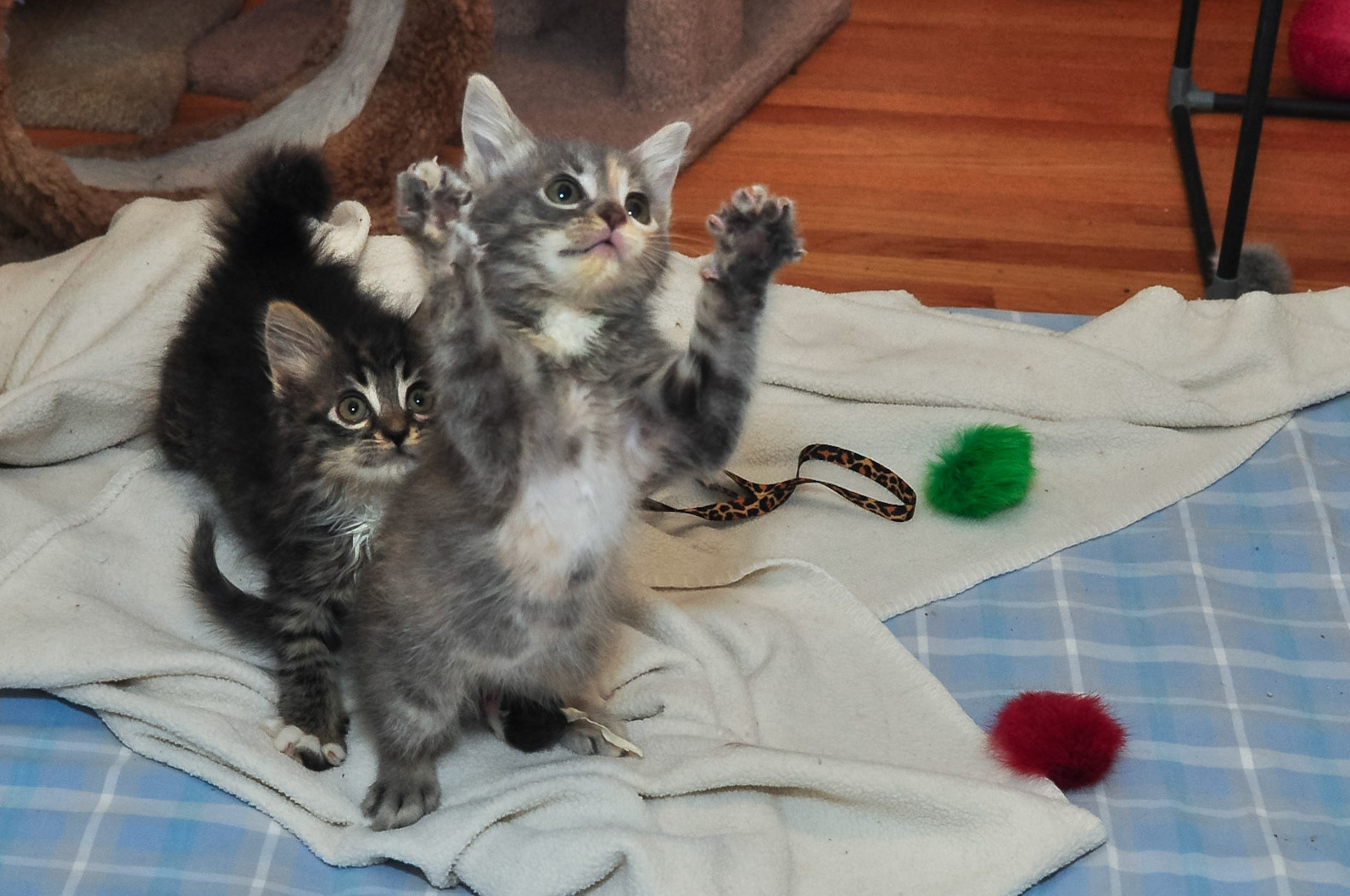 Anne and Charlotte Reaching for a Toy