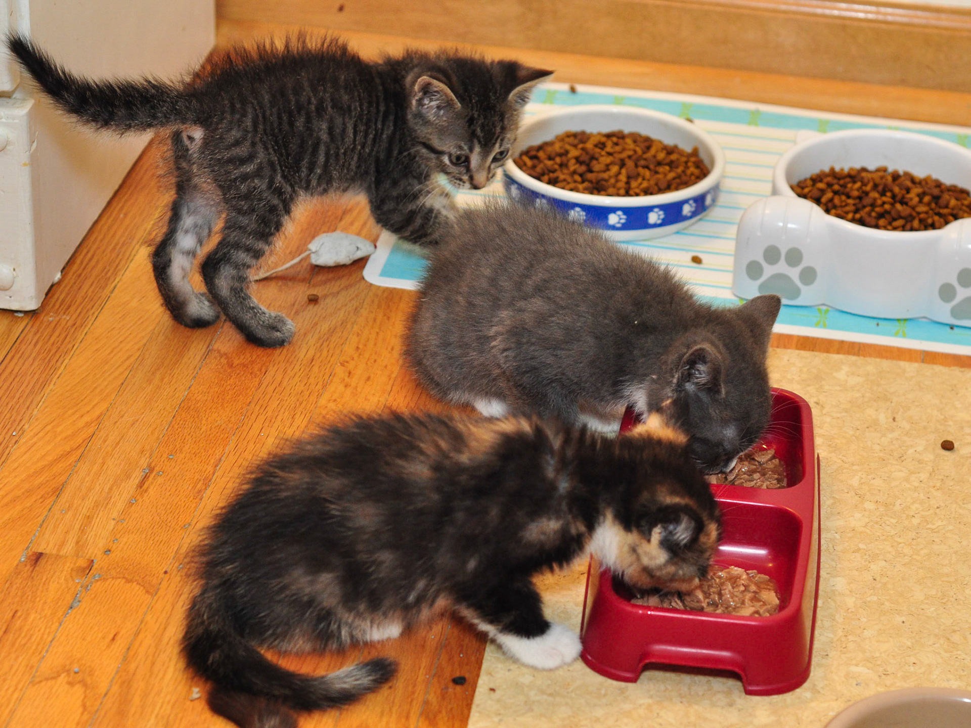 Stevia and Karo dine with their sister, Honey