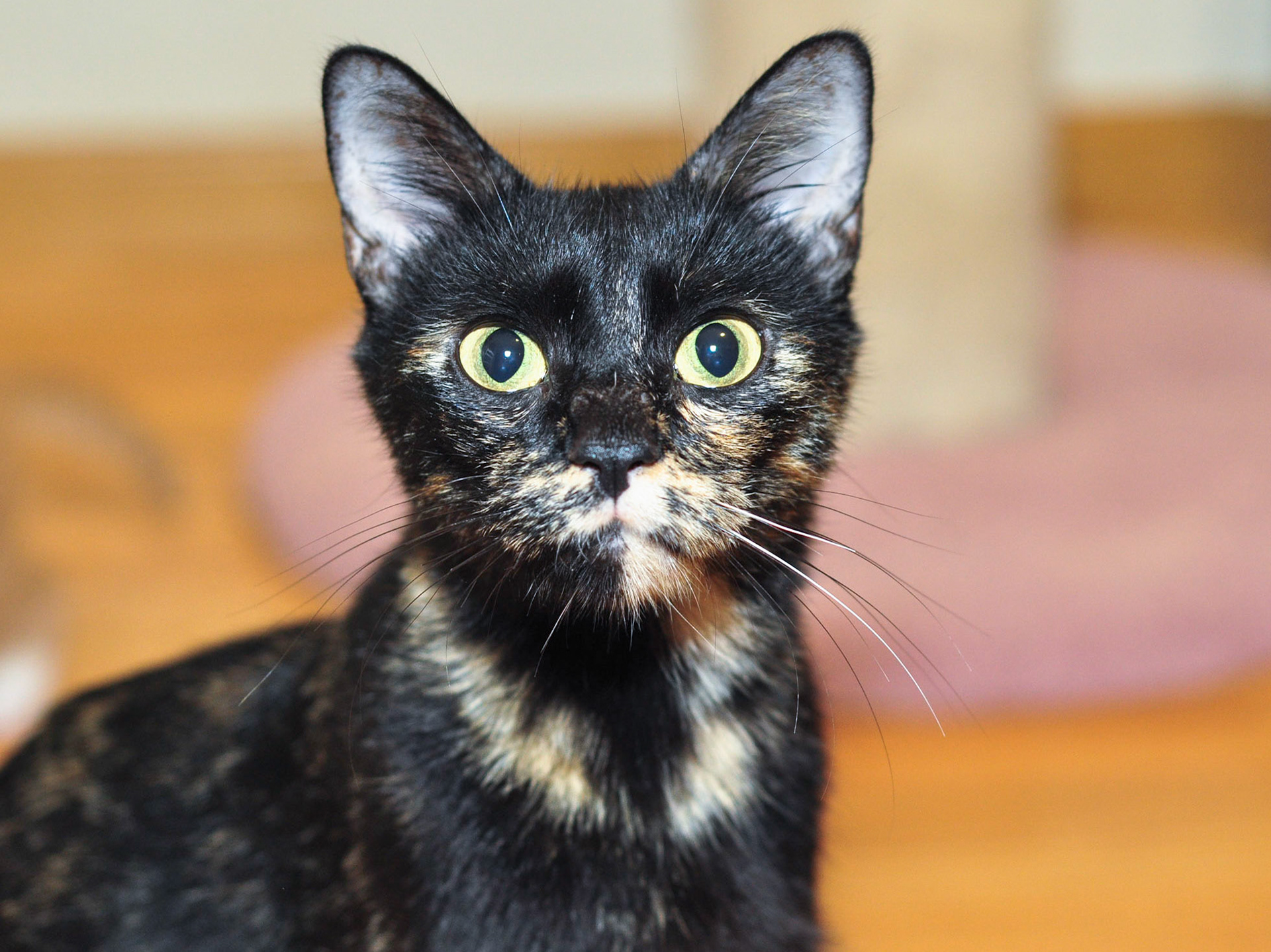 Ventana will make a lovely pet. Except when she gets stressed out.