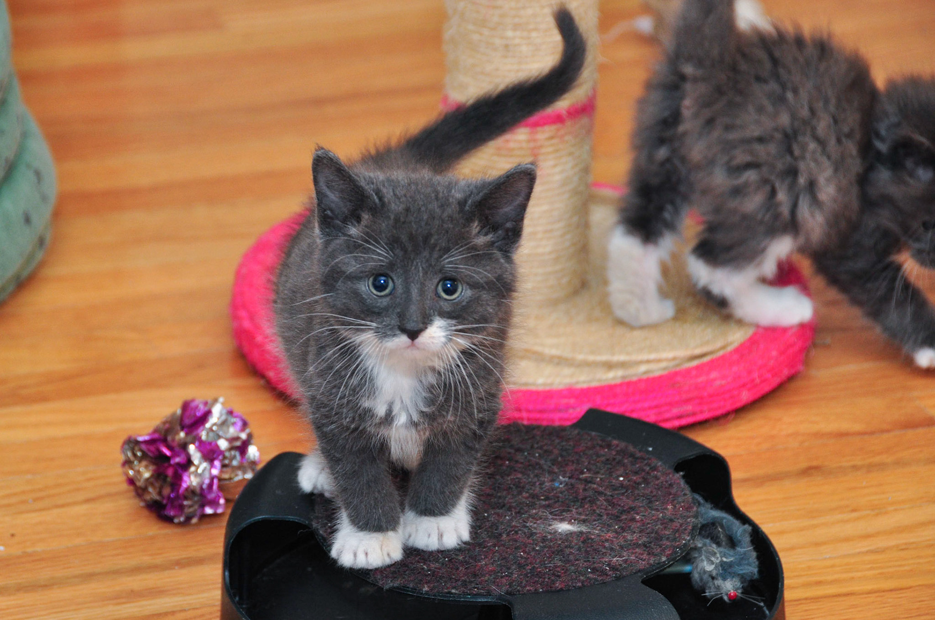 Ryder with brother Mack in the background