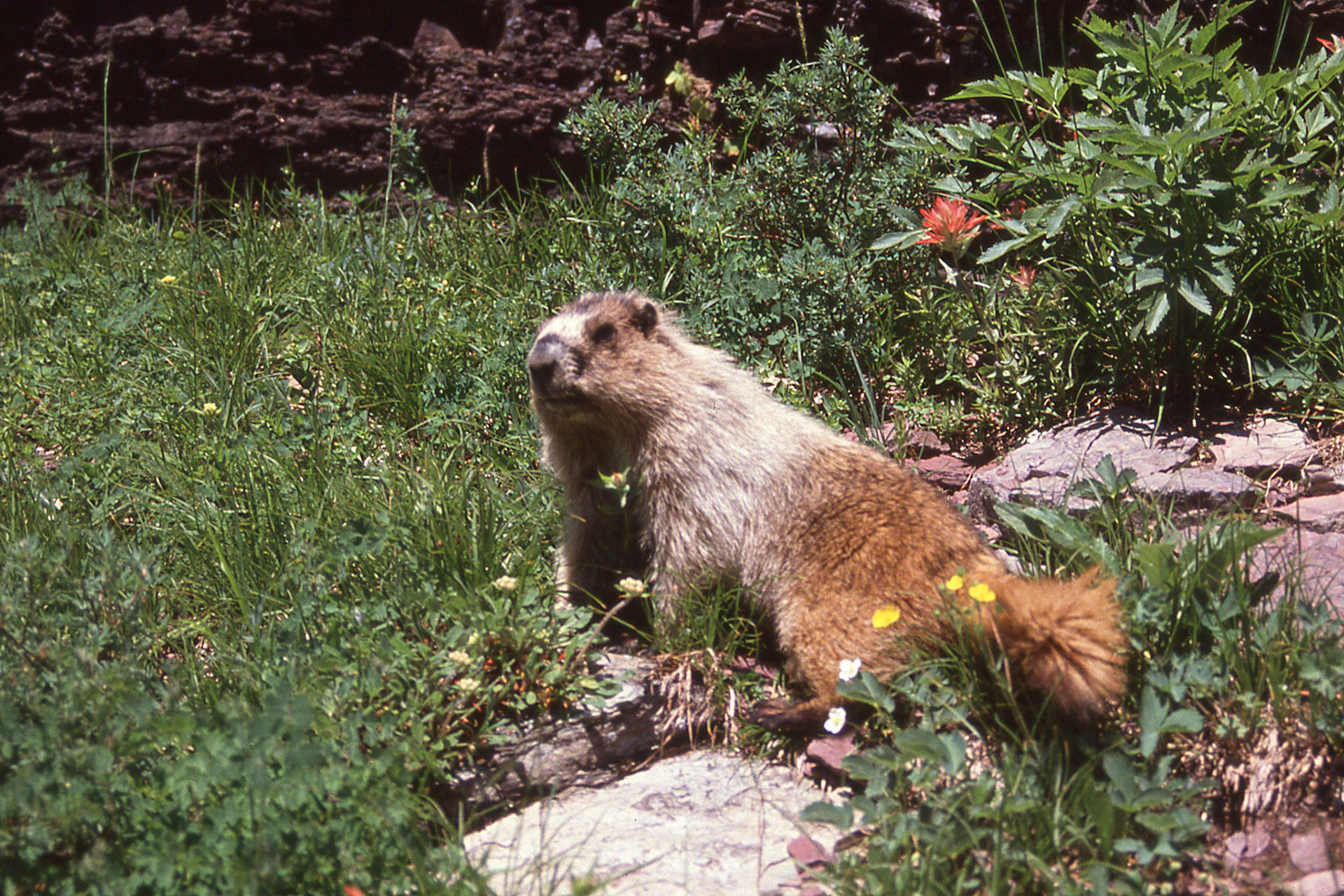 Possibly a yellow-bellied marmot
