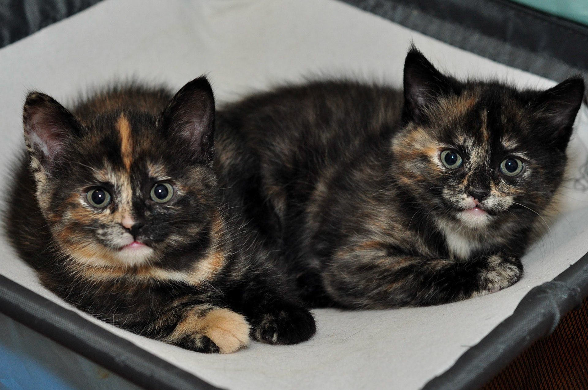 Mary Sunshine relaxes on the left, Velma on the right.
