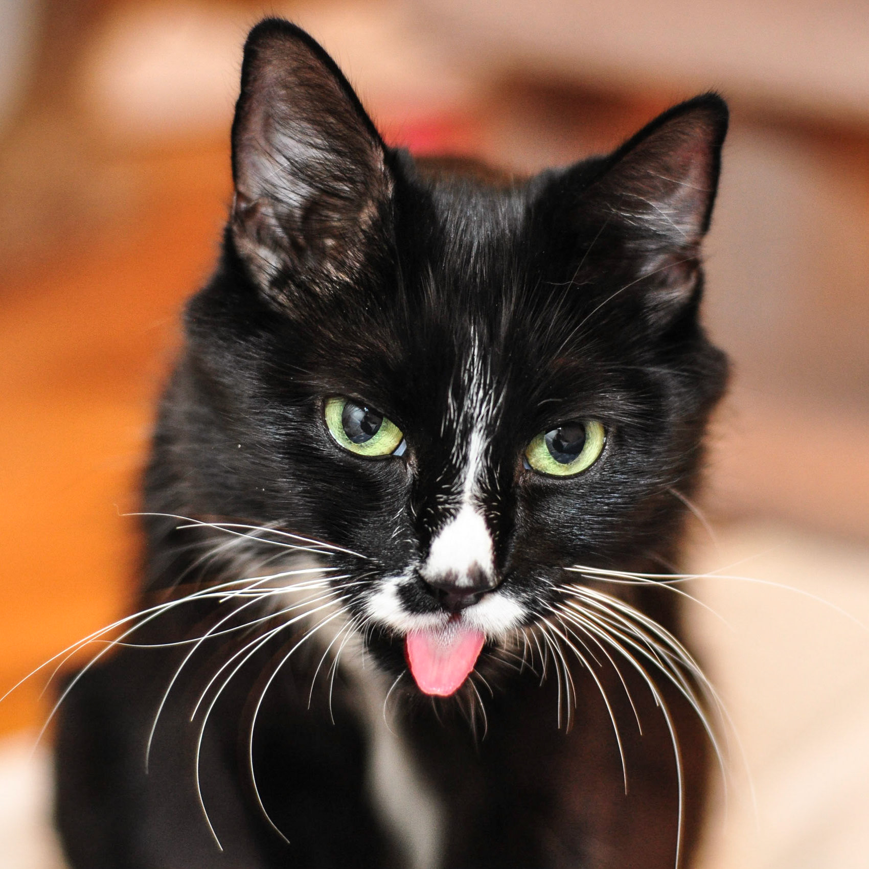 This is Boots, our foster mom cat for September, 2013.