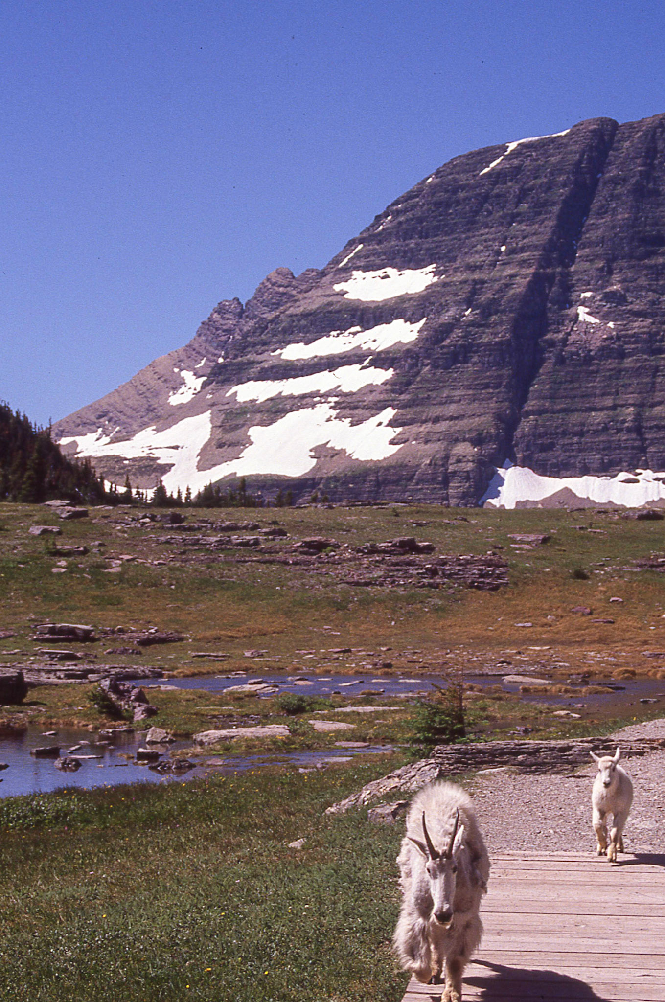 Views from Logan's Pass