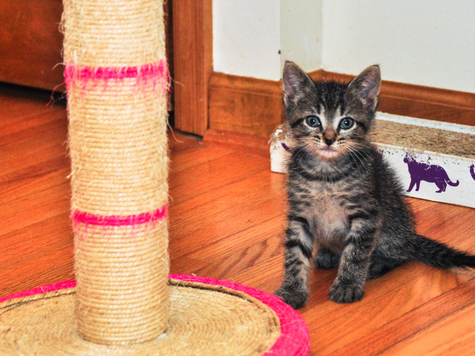 This is Stevia, the smallest but most outgoing of the litter.