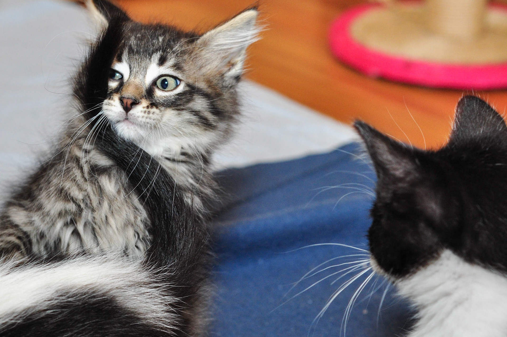 Movado takes a tail to the face