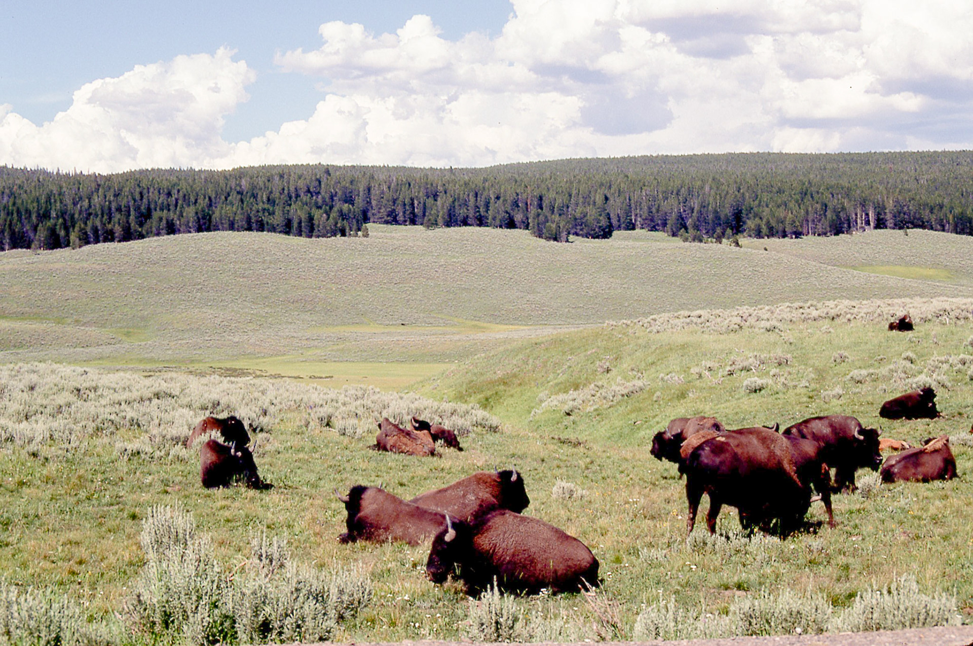Yellowstone Park has plenty of Bison that often block traffic along busy park roads.
