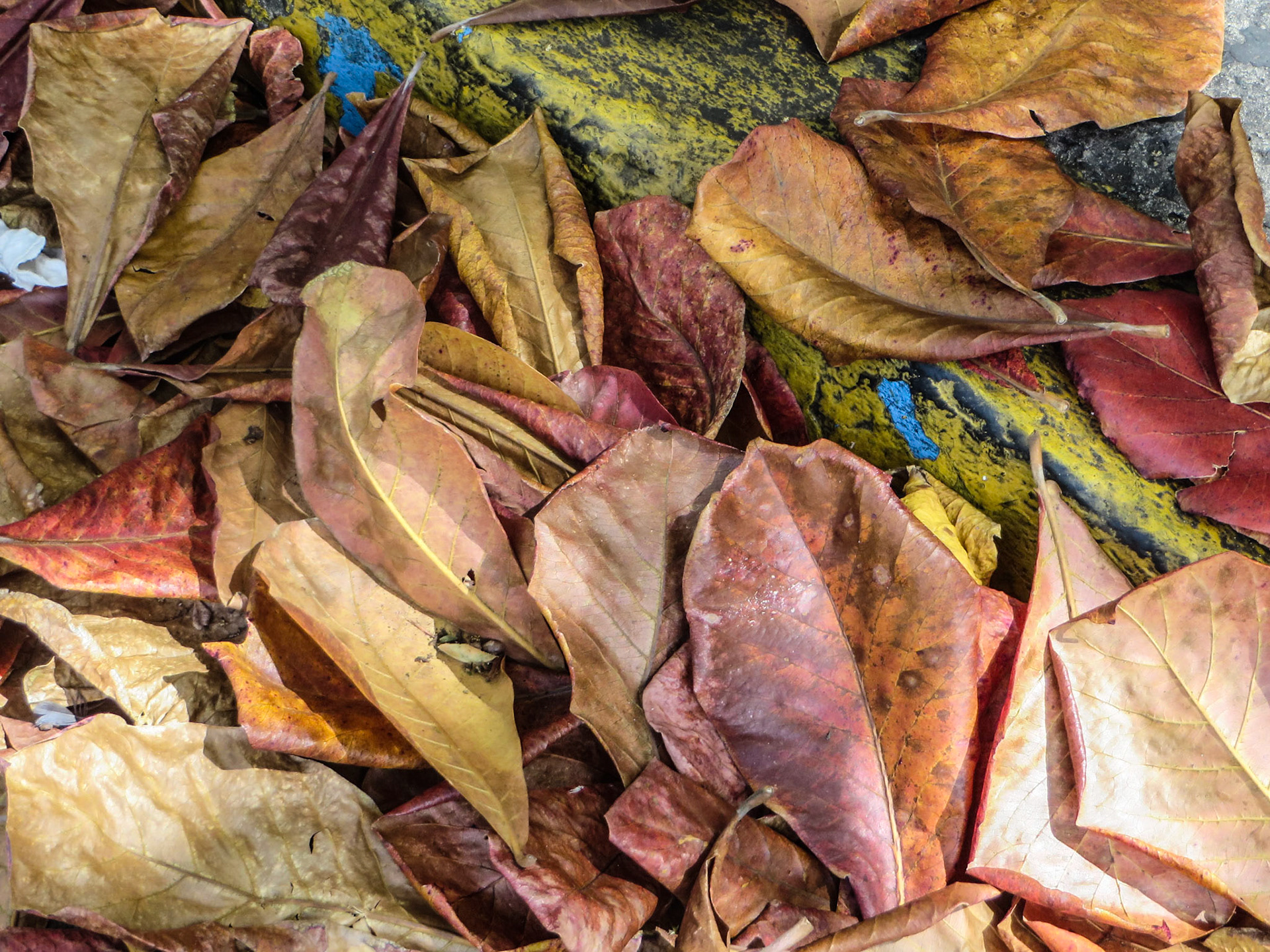 Leaves in San Juan, Puerto Rico