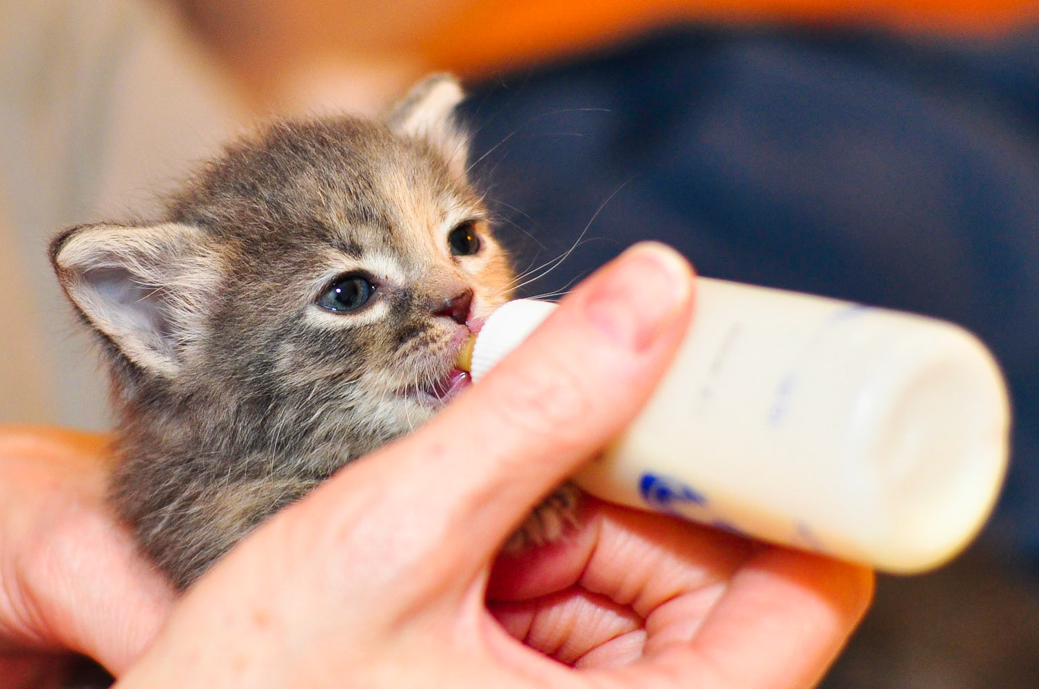 Charlotte gets a bottle feeding