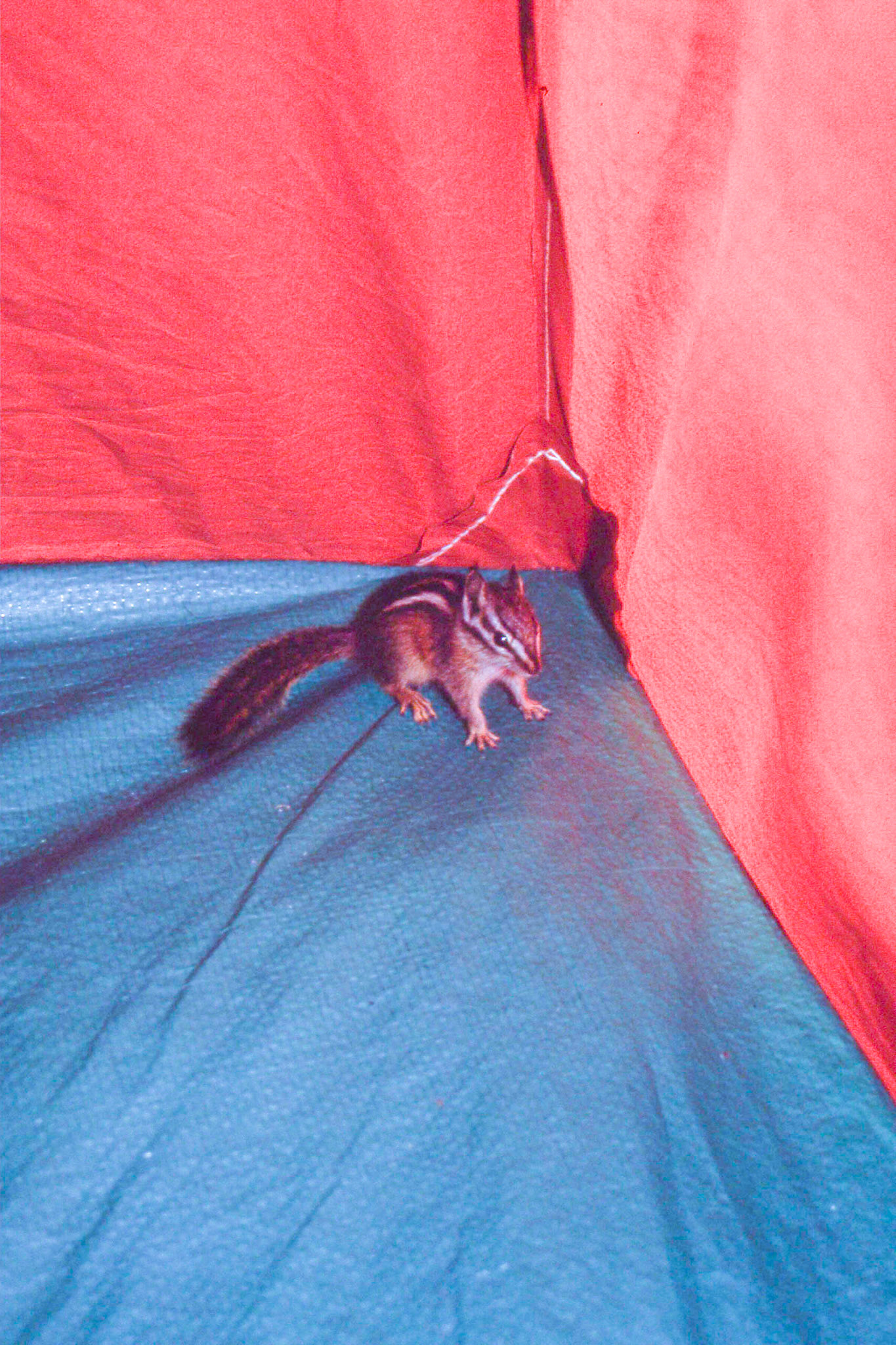 I recall it took some effort to get this guy out of the tent.