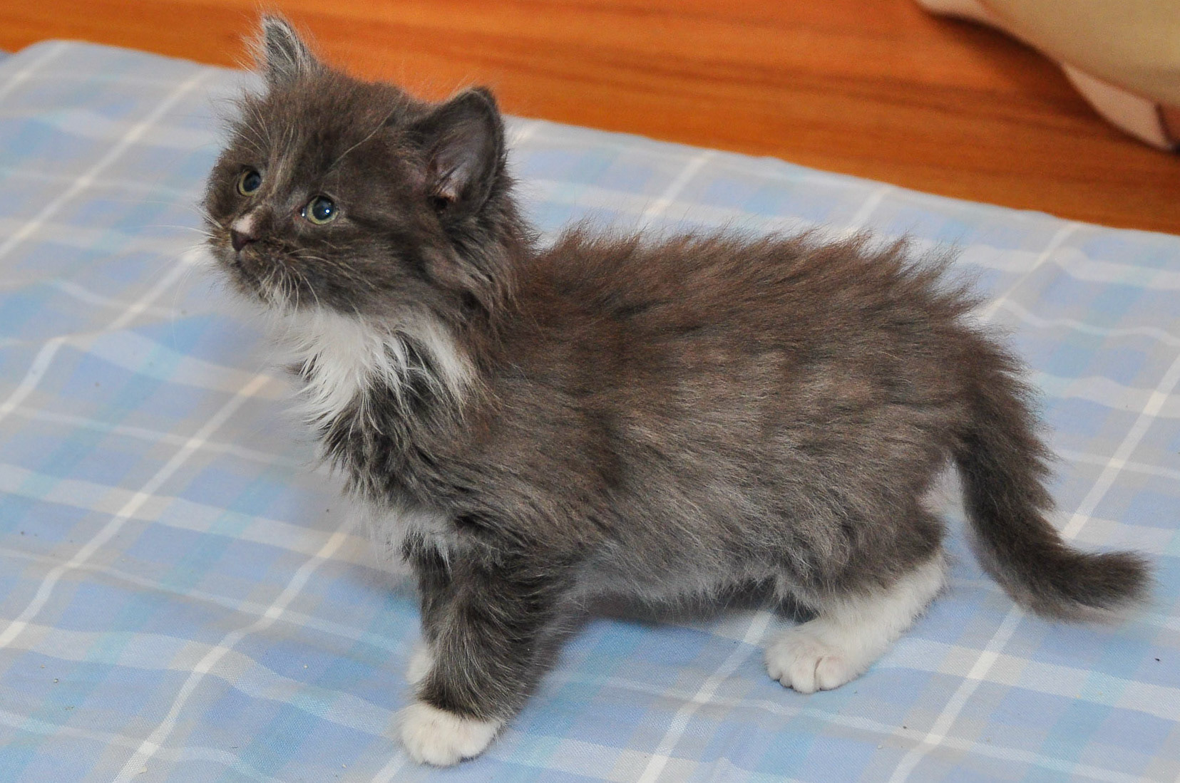 Mack was listed as a medium-hair cat but we're pretty sure he's going to be a long-hair cat. Already, we've gotten him used to a slicker brush and greyhound comb. I hope his future owners are aware of his maintenance needs.