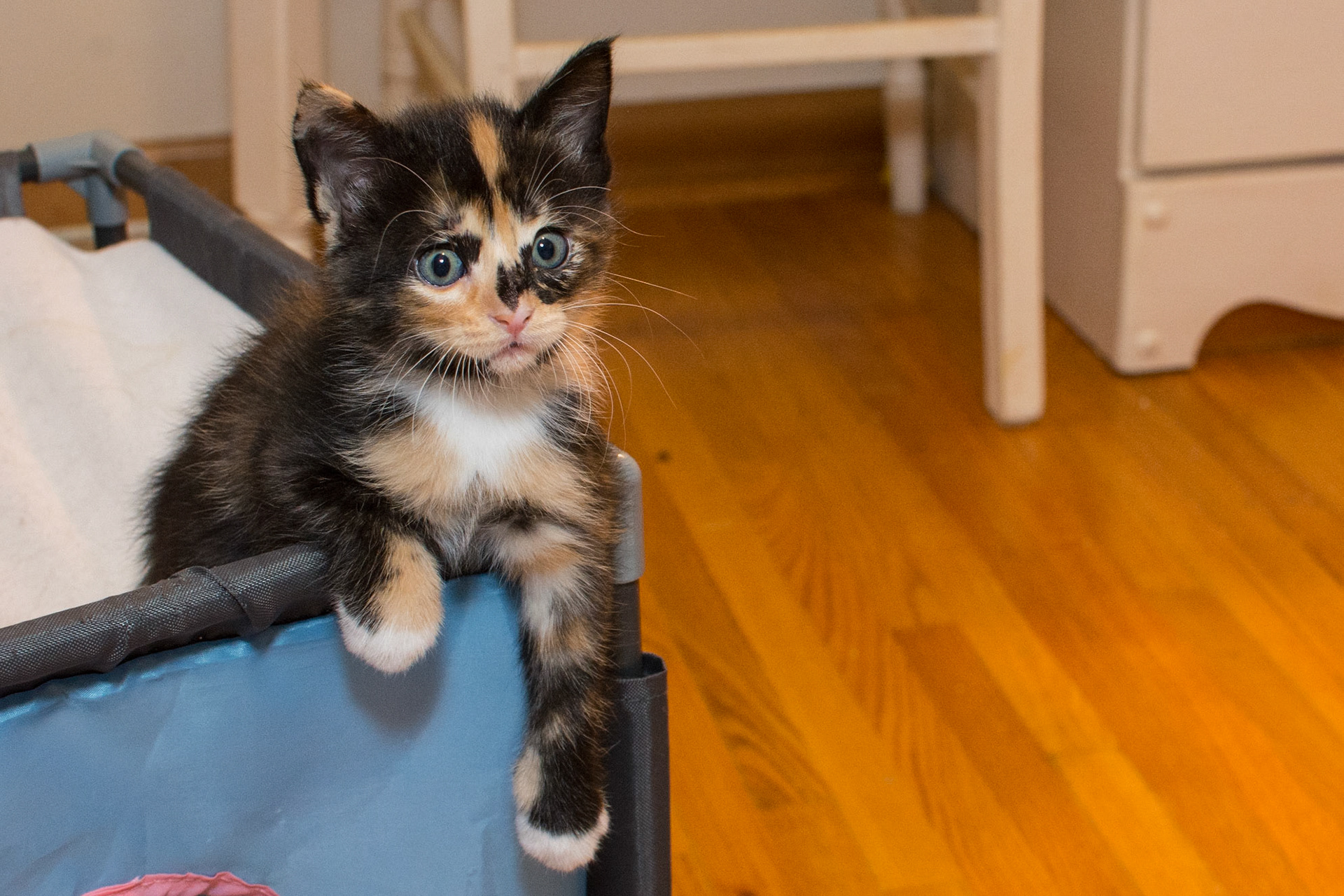 Sartel hangs out on top of a play cube