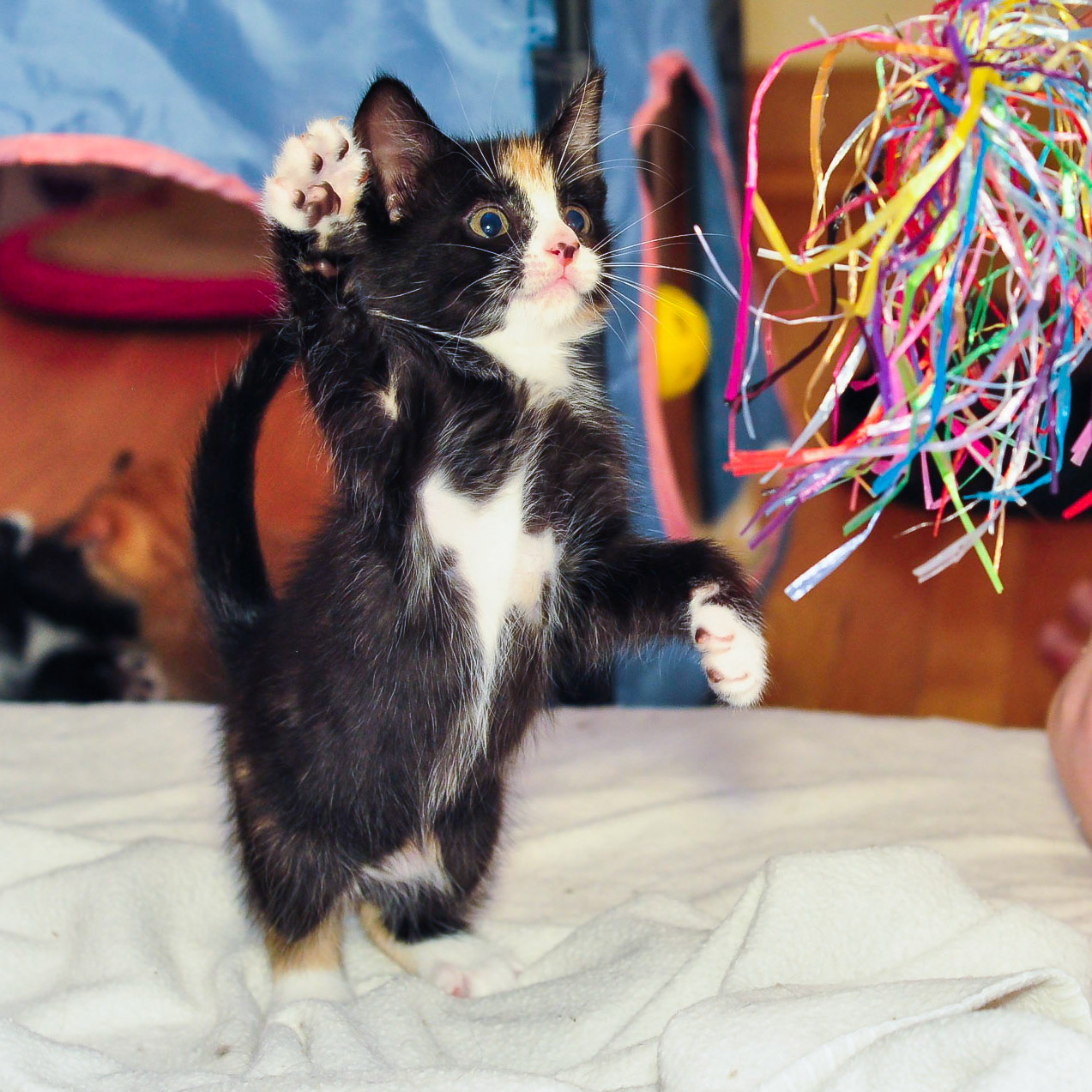 Pella takes a swing at a toy she had been hiding from minutes ago.