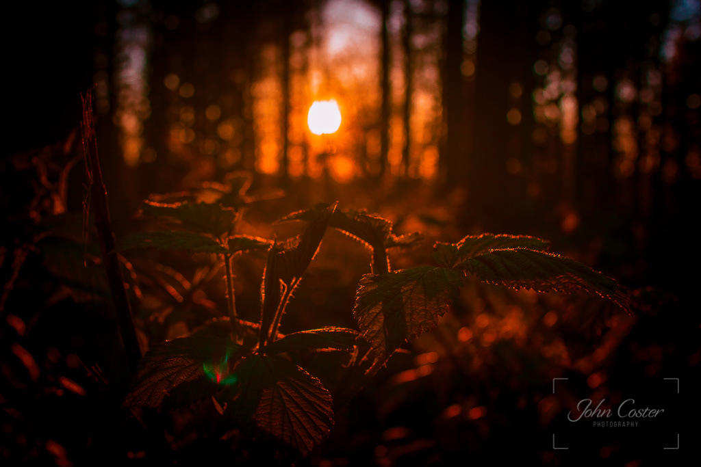 Light through the Tree's - local woodland walk sunset.