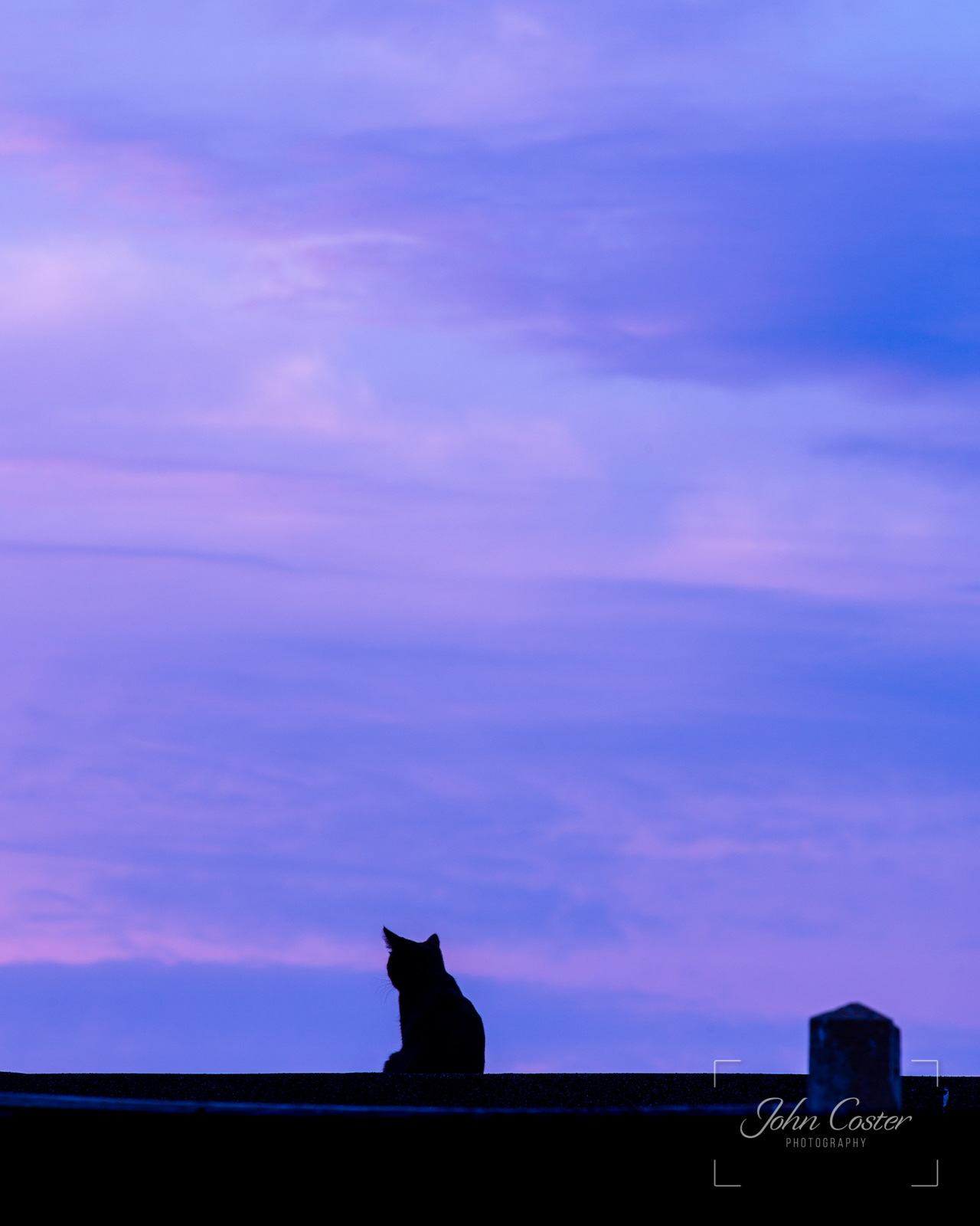 Cat on a Hot Tin Roof