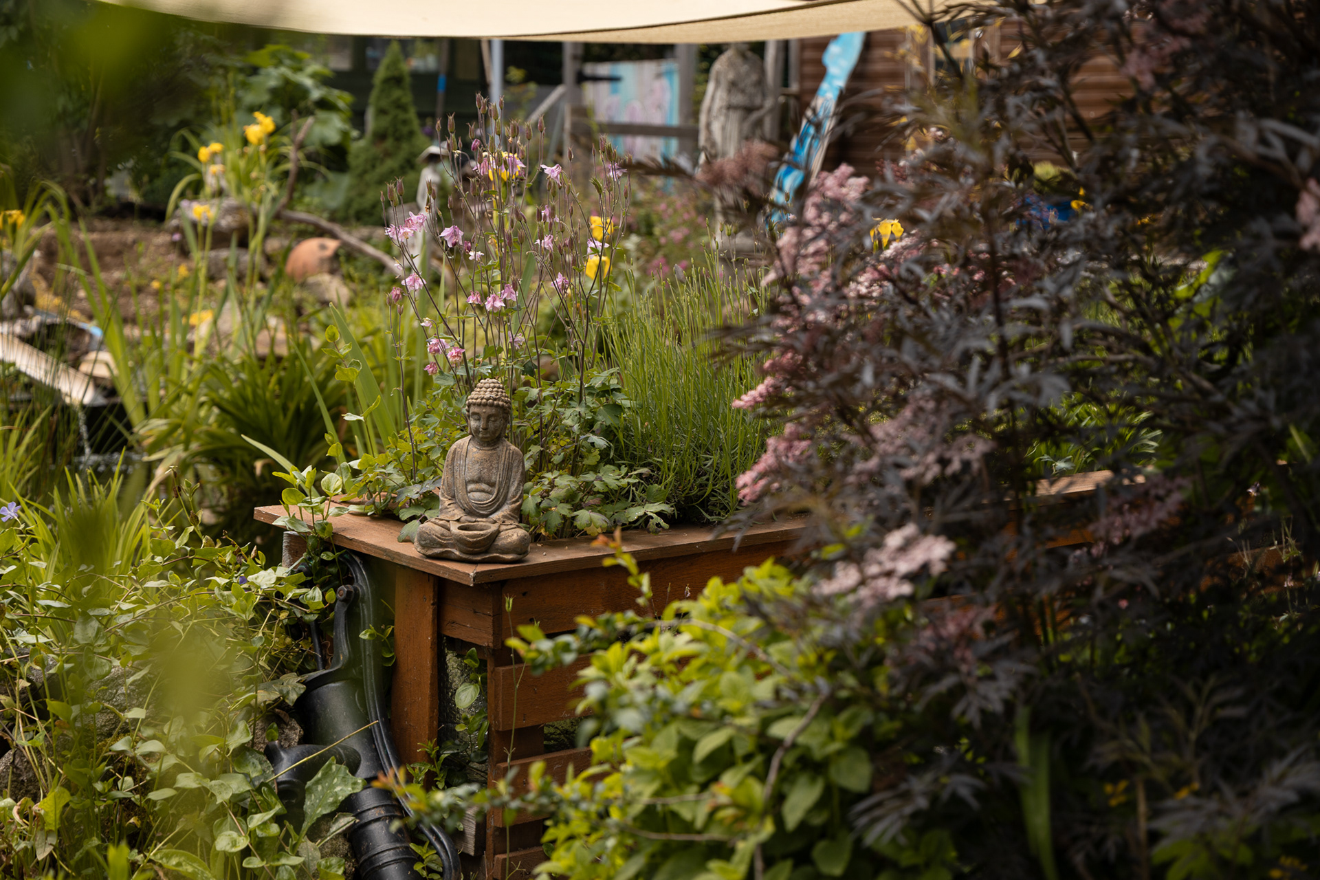 Jane's garden is a tranquil space