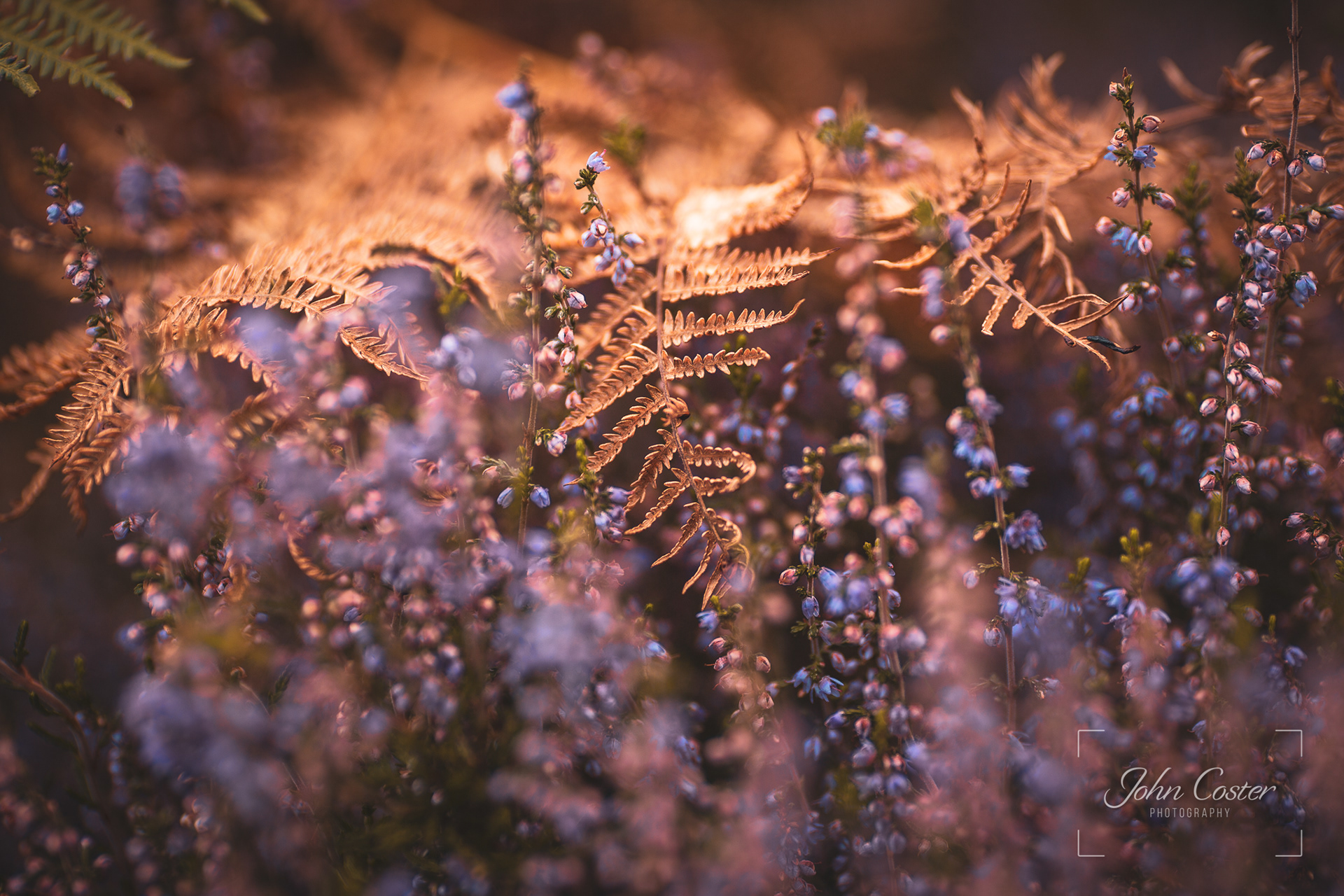 Autumnal Colours at Reuthe's Secret Garden