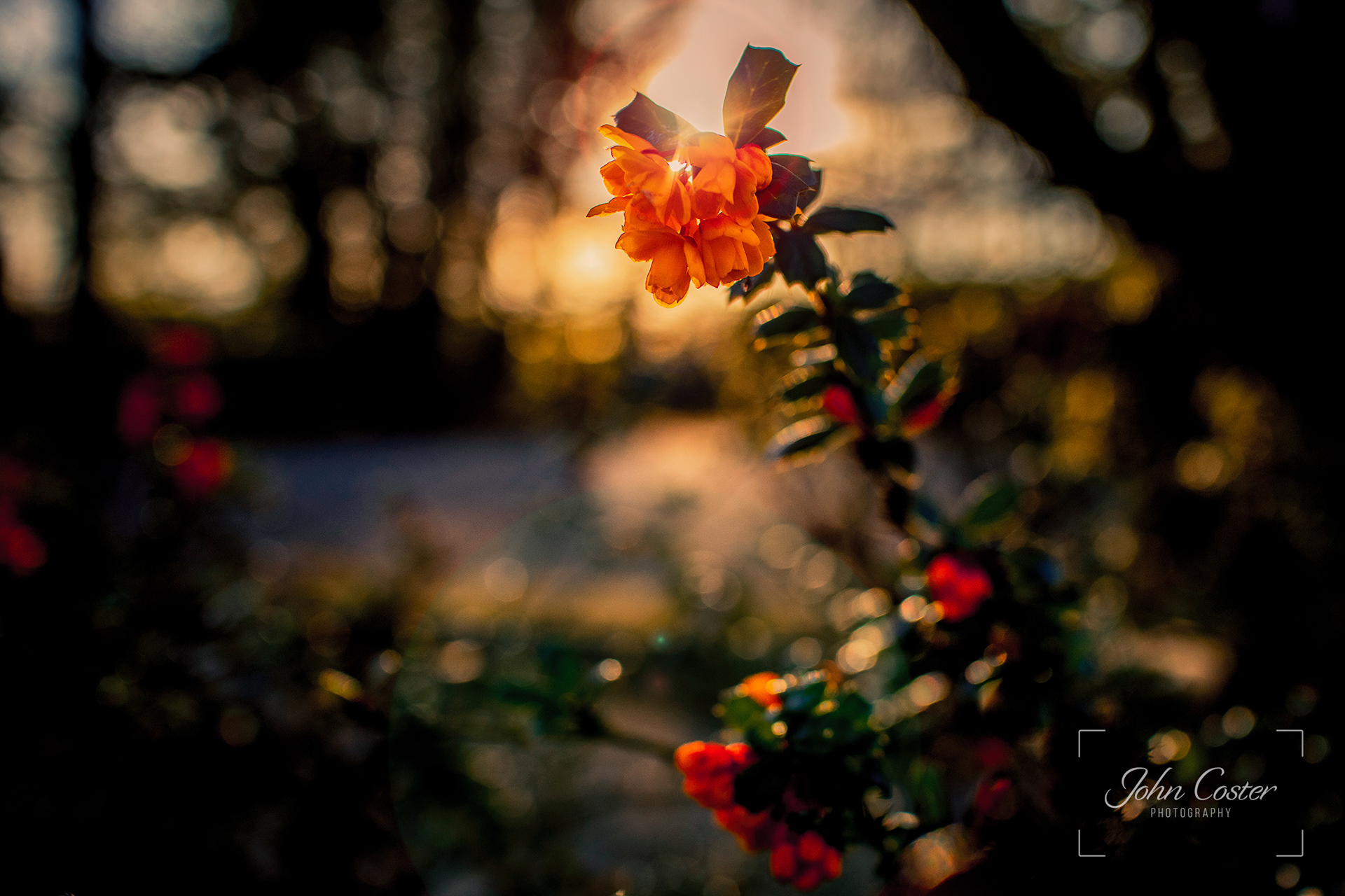 Some springtime colour on another evening walk