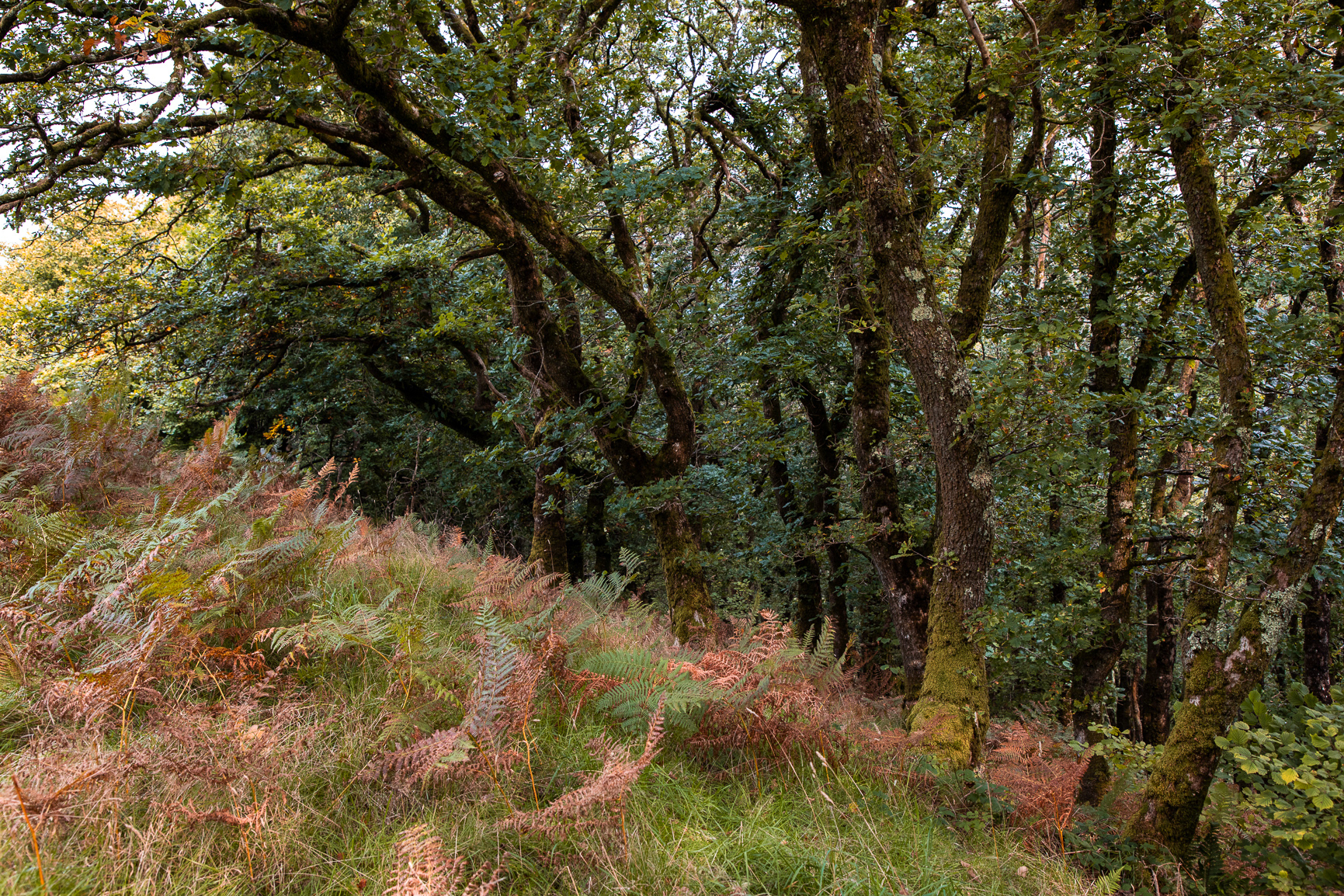 Return back from Hillsford Bridge on the Tarka Trail.