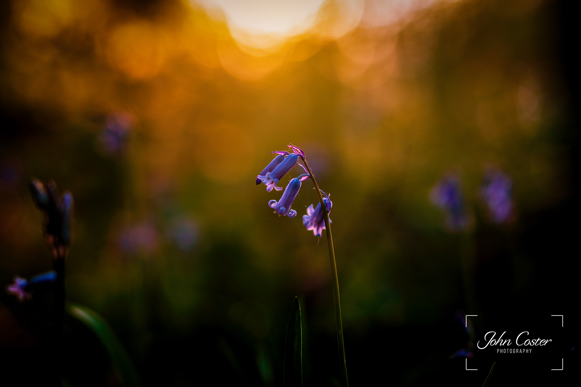 Bluebells at sunset in our local woods