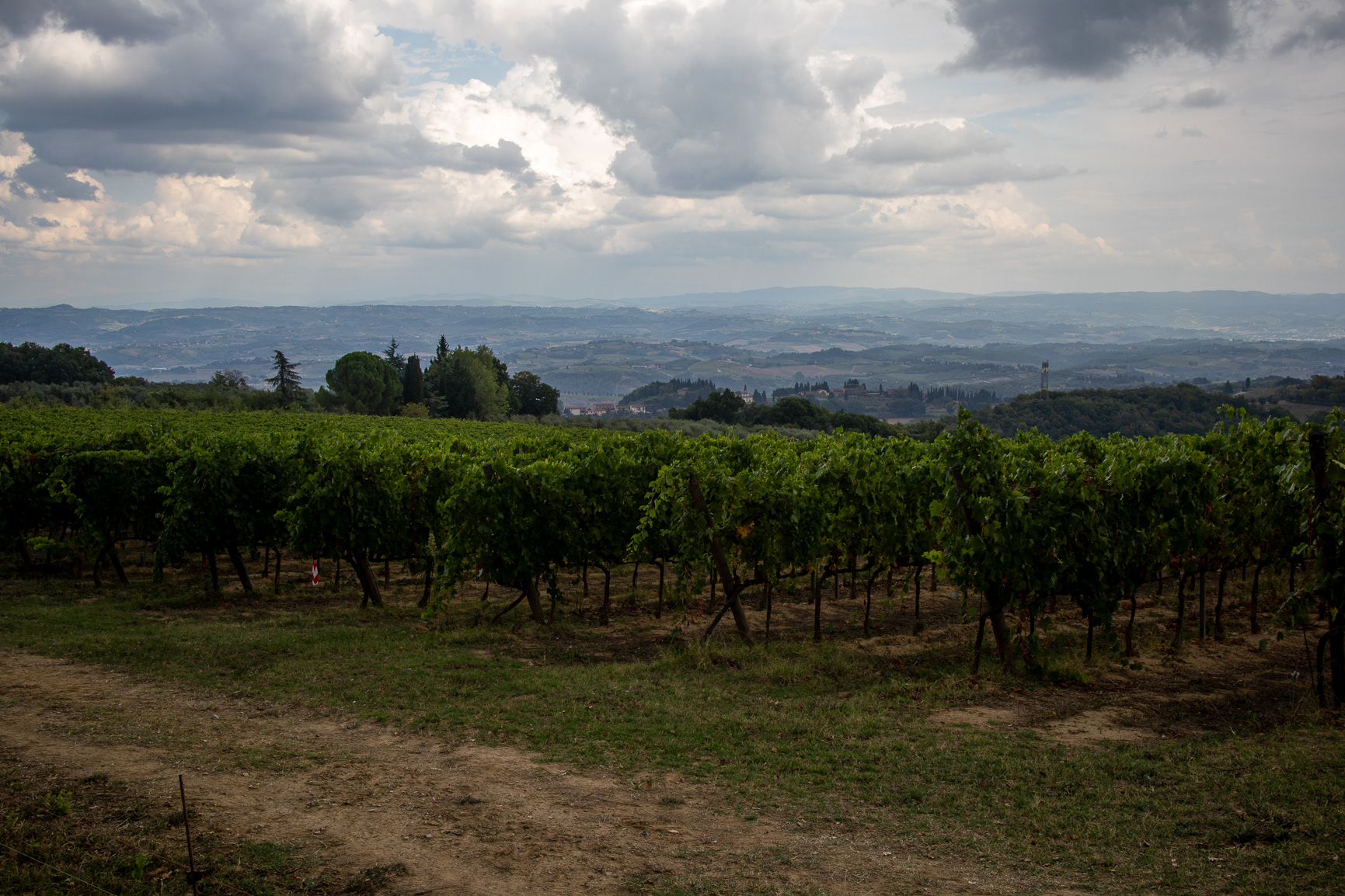 and vines...
